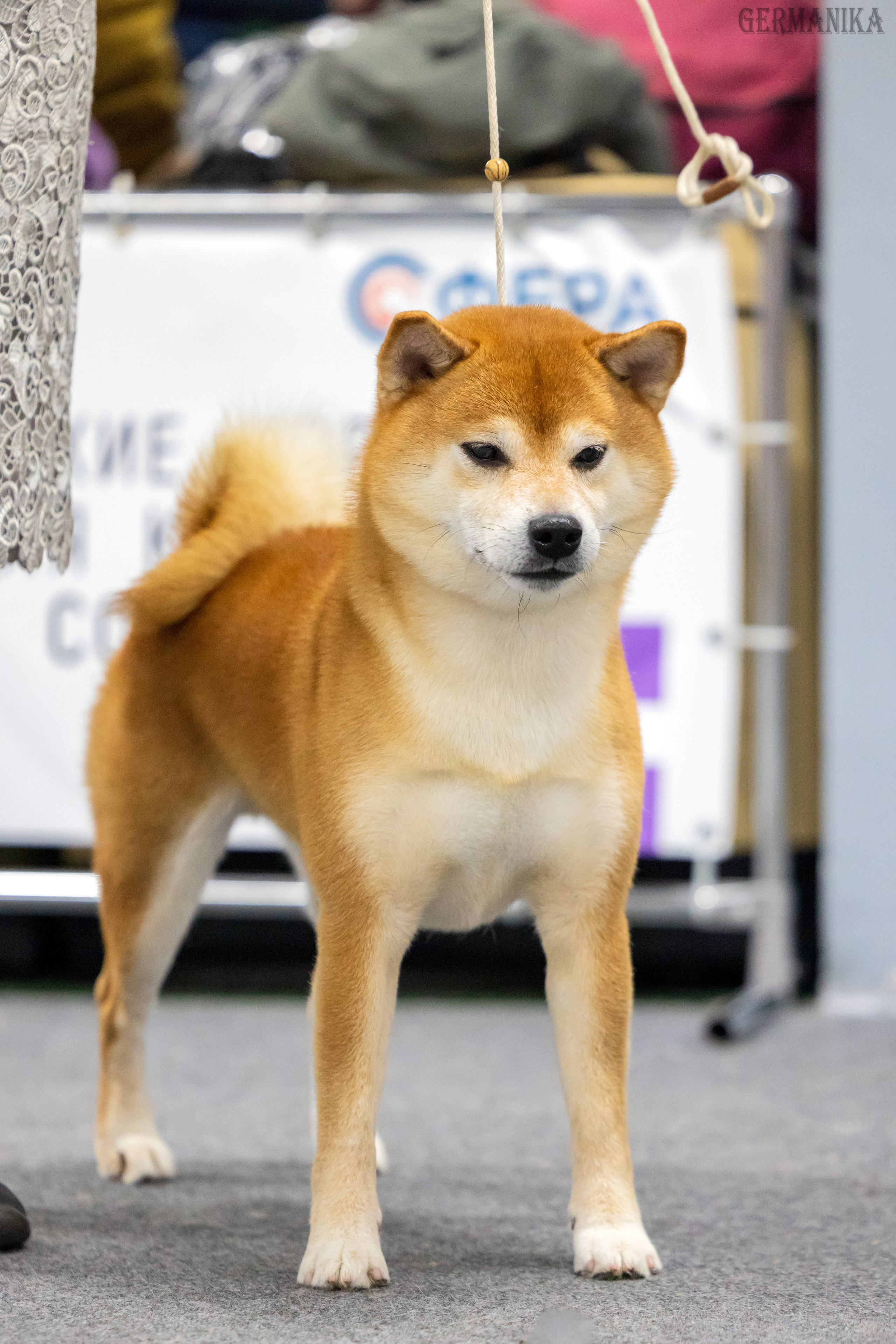 Крокус 10.02,Сфера 11.02.2024. Фотограф-анималист Юлия Германика