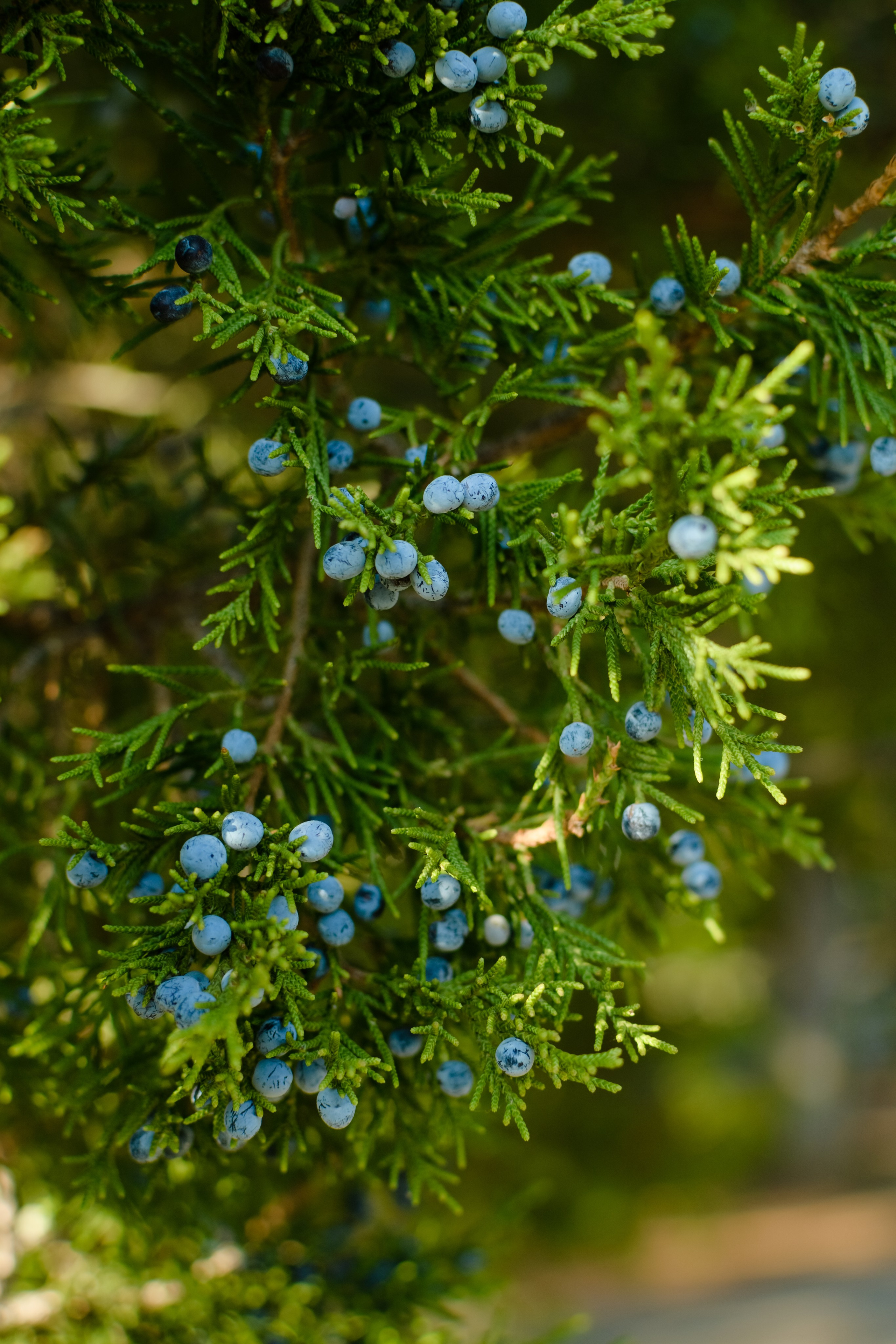 Ирина. Gorbunova Alina Фотограф
