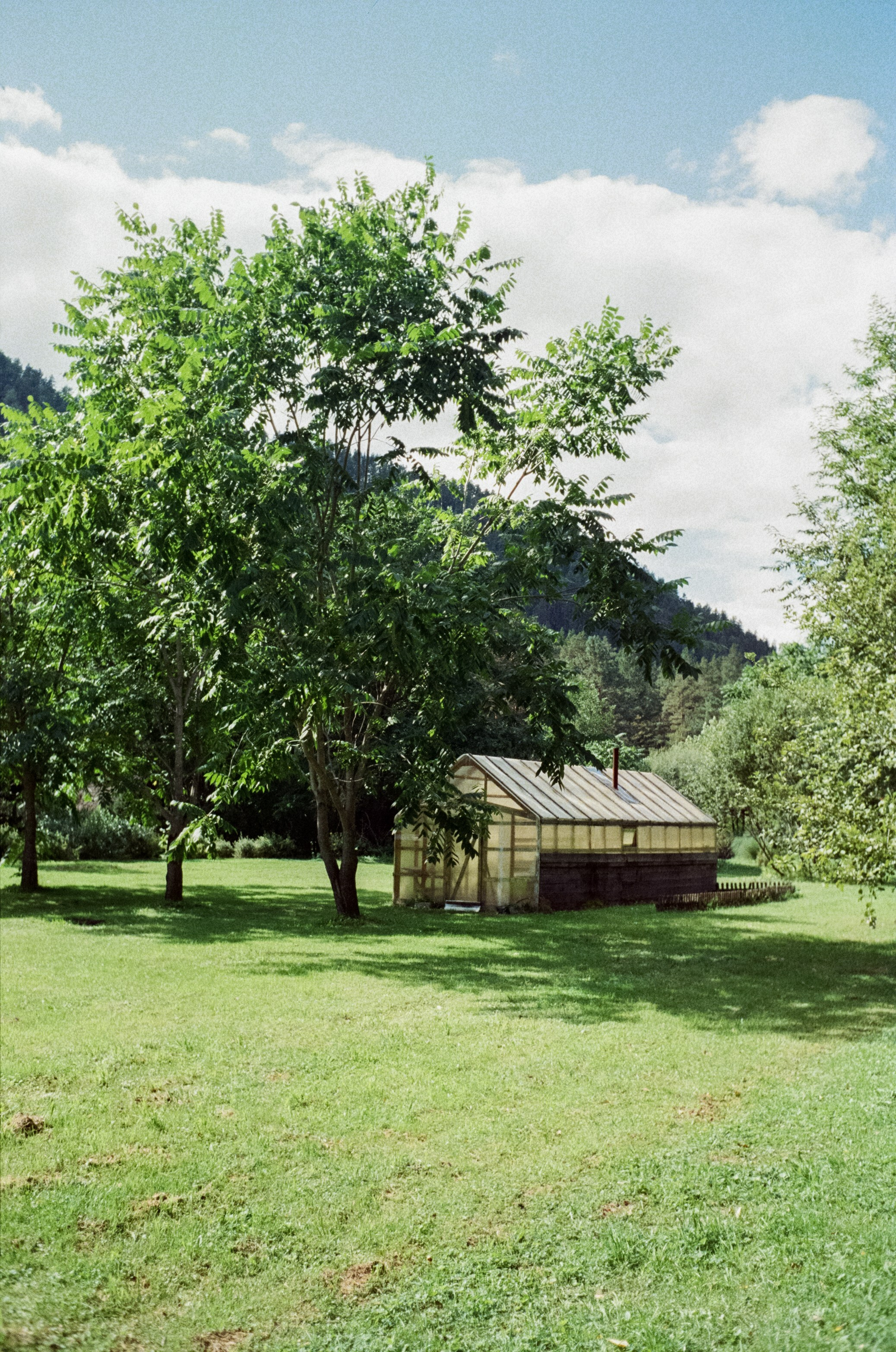 Горно-алтайский ботанический сад, база Кедровый остров / 27 августа 2024 года