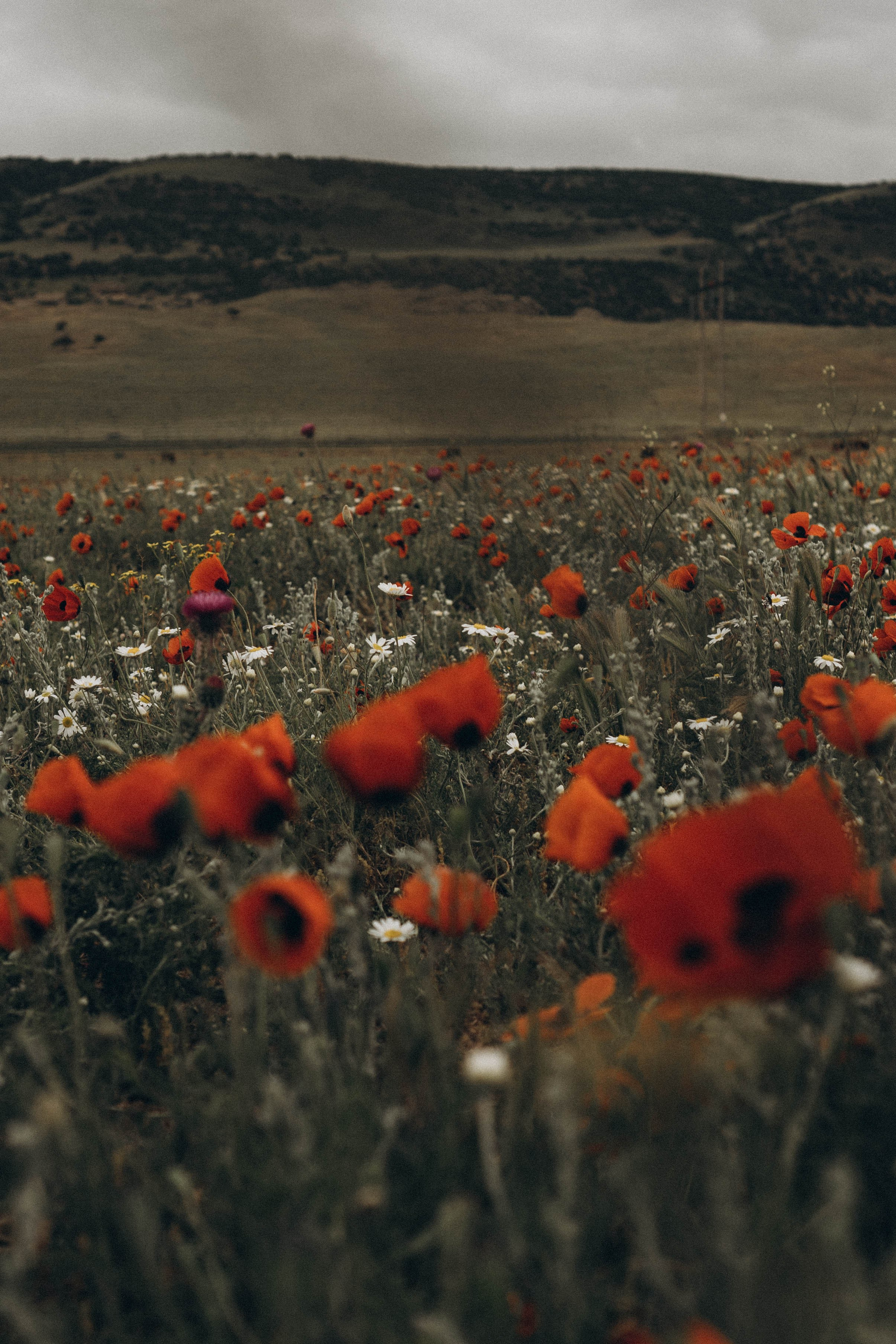 Путешествие в Дагестане. Профессиональный фотограф, Санкт-Петербург — Виктория Богомолова