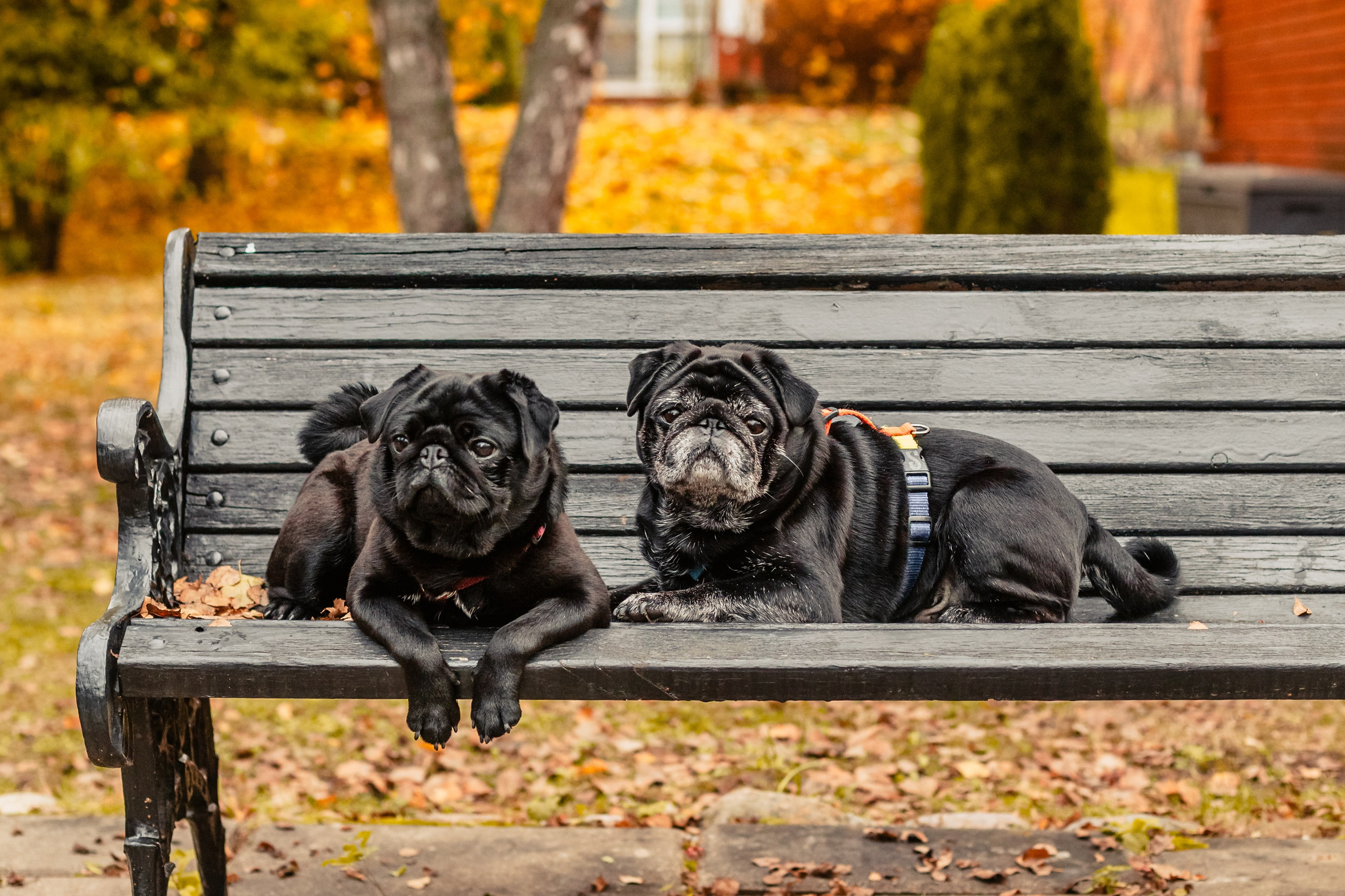 Оля, Харви, Луис. Фотограф-анималист Татьяна Степанова