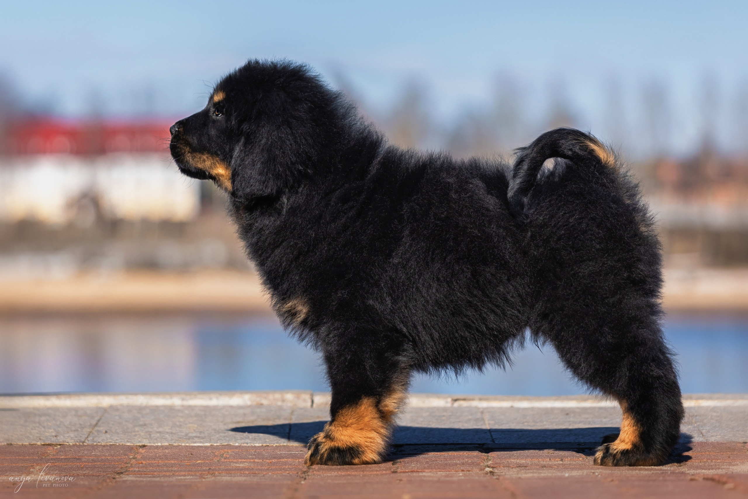 Тибеты. Фотограф анималист Аня Ливанова | Рыбинск