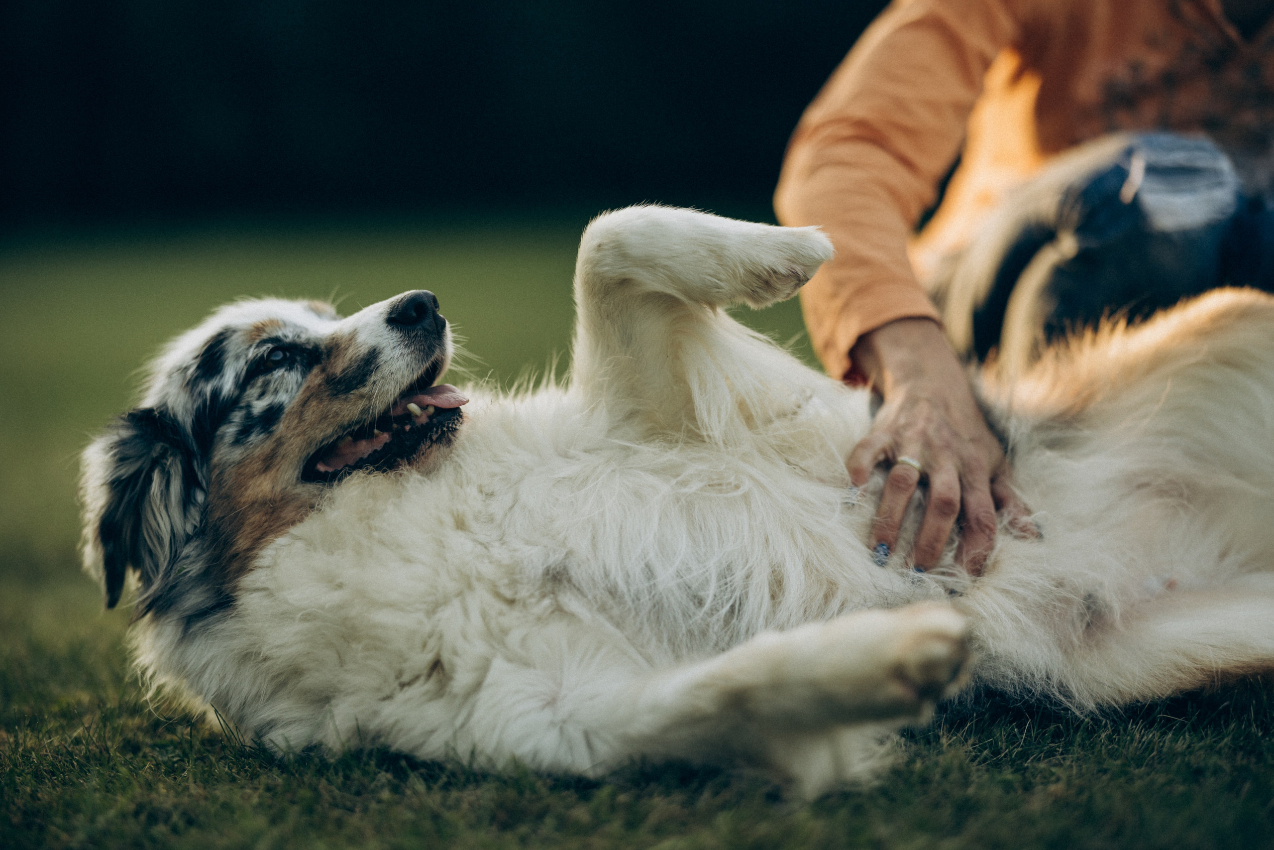 Катя и ее стая. Татьяна Афонина | Фотограф