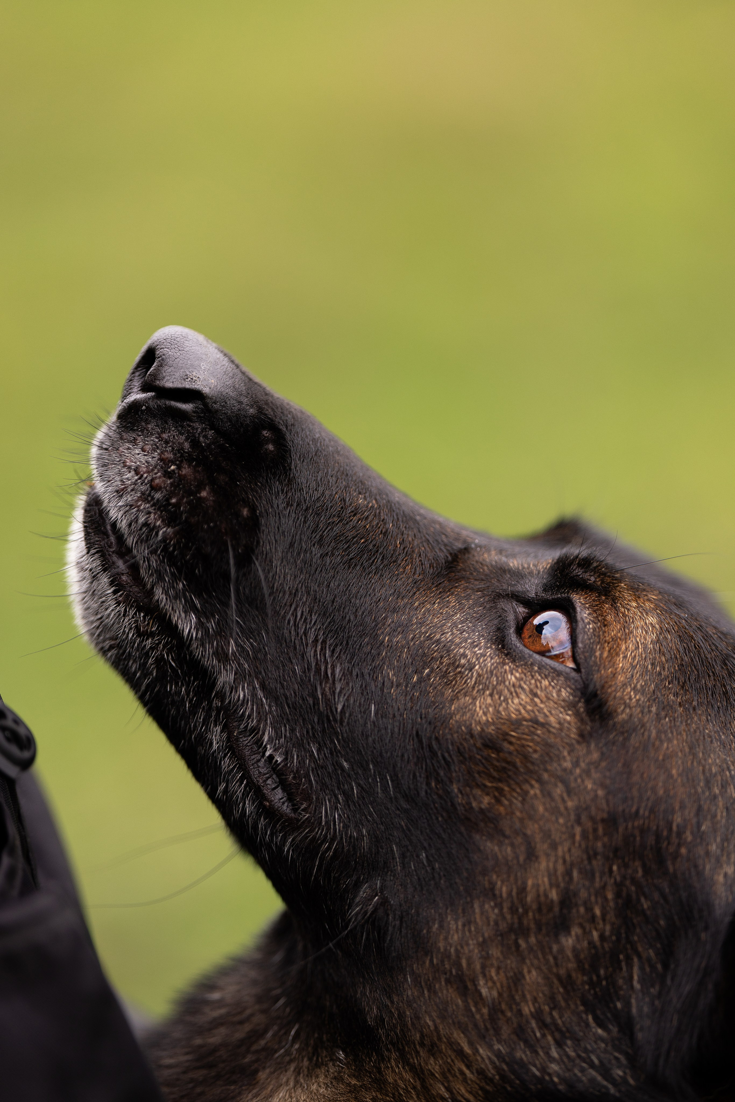 Макс. Фотограф и видеограф анималист Аганина Дарья