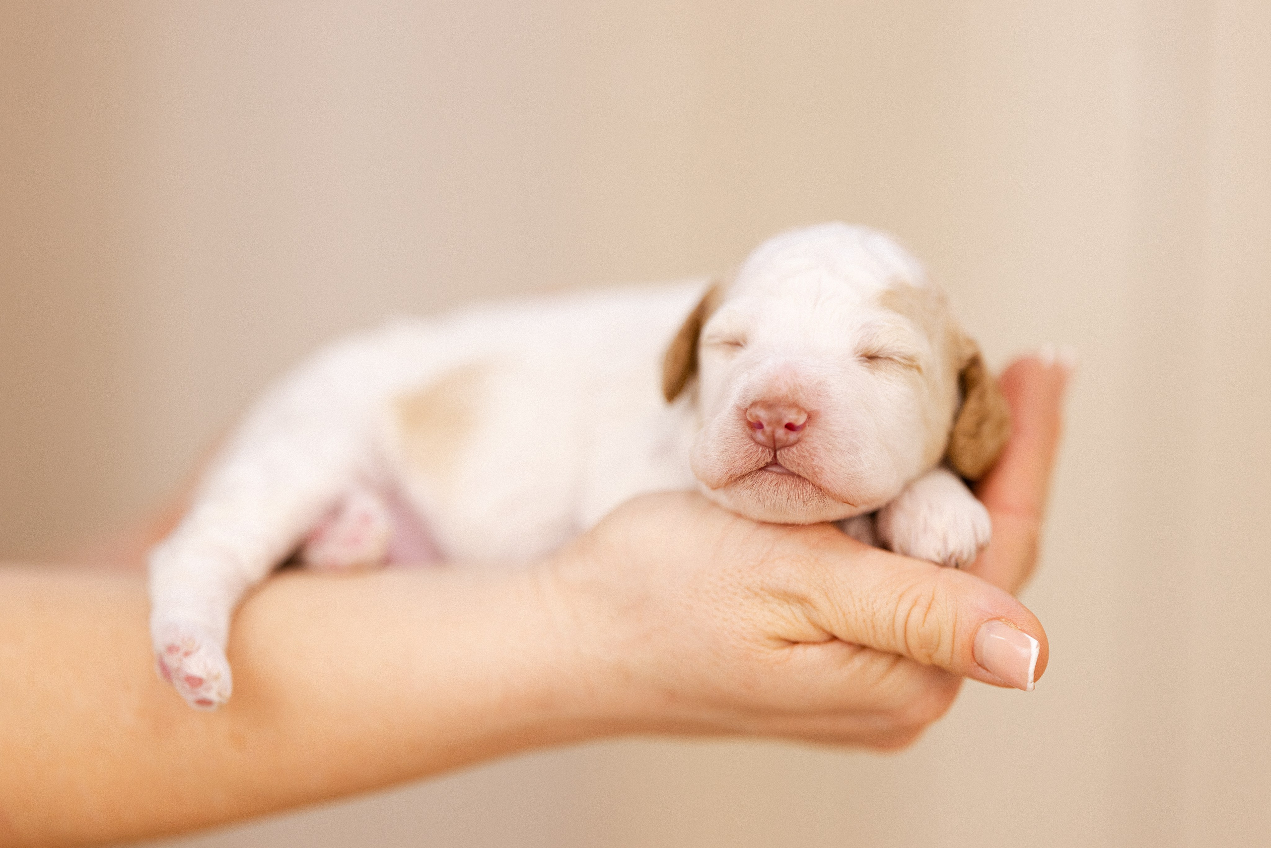 Лаготто Романьоло. Фотограф и видеограф анималист Аганина Дарья
