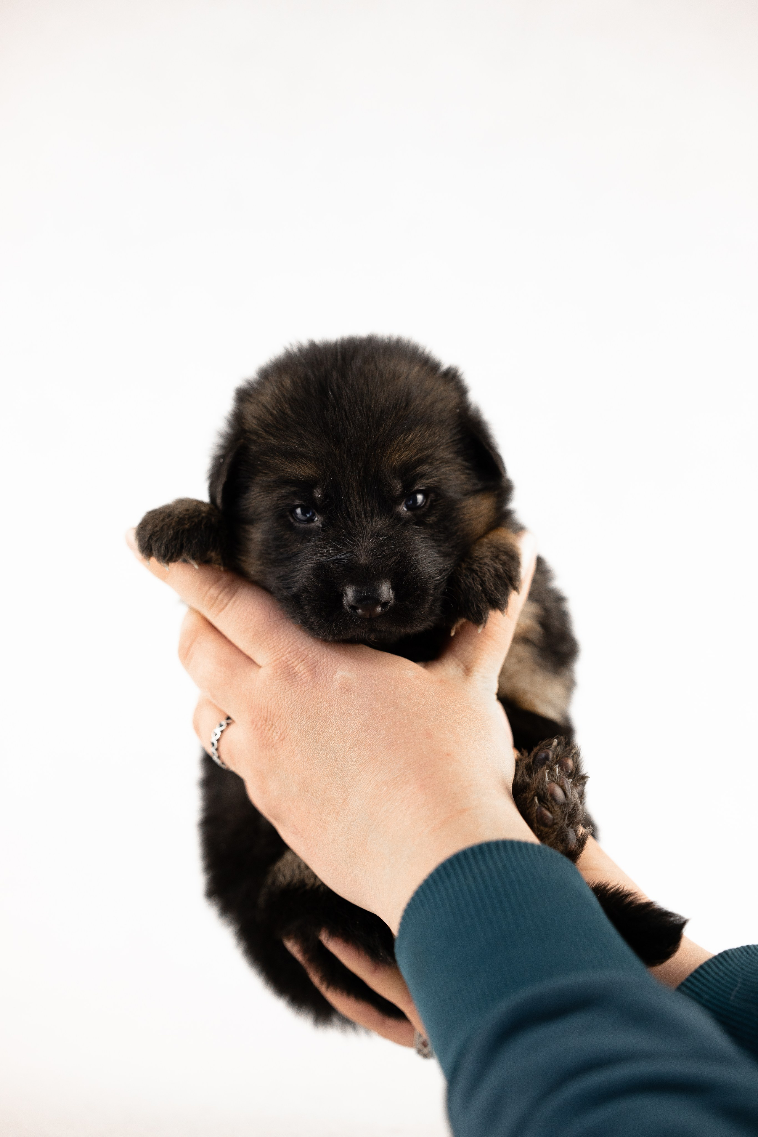 Немецкая овчарка. Фотограф и видеограф анималист Аганина Дарья