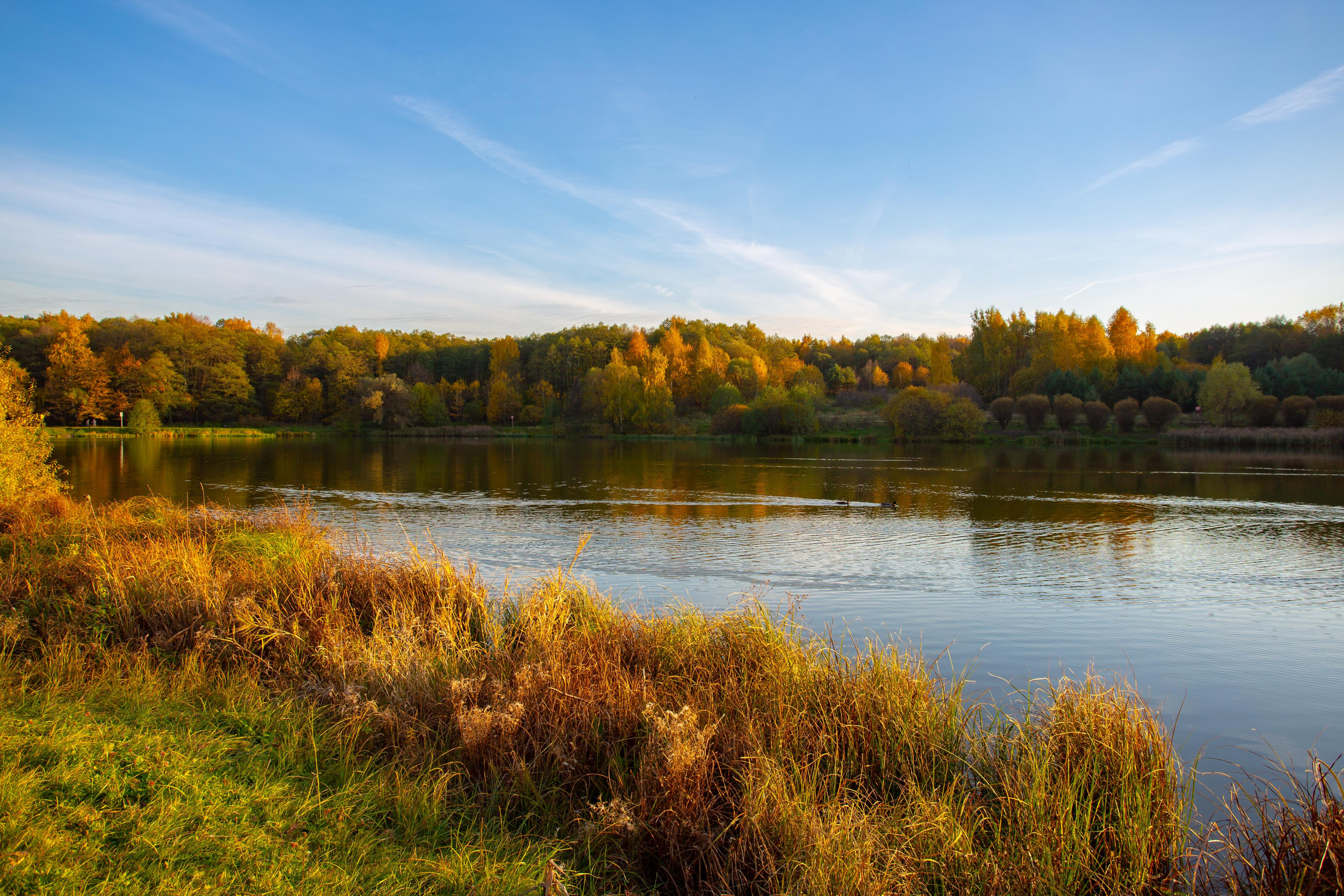 Лебедянский пруд в Измайловском лесопарке