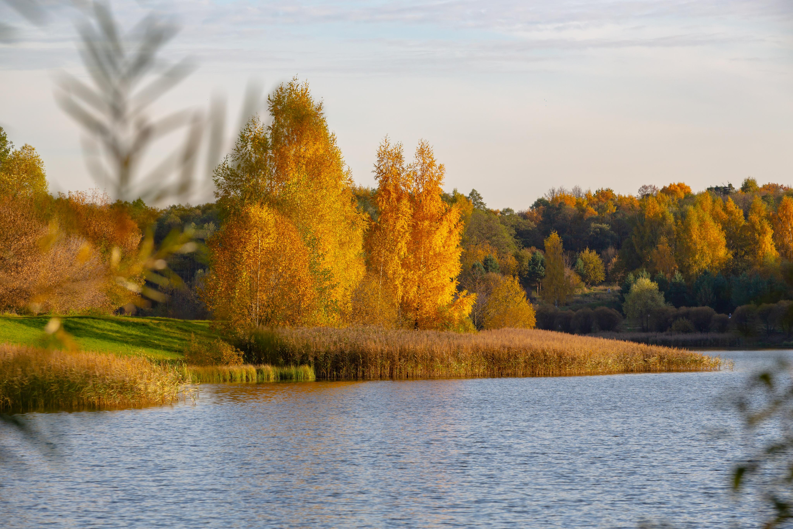 Лебедянский пруд в Измайловском лесопарке