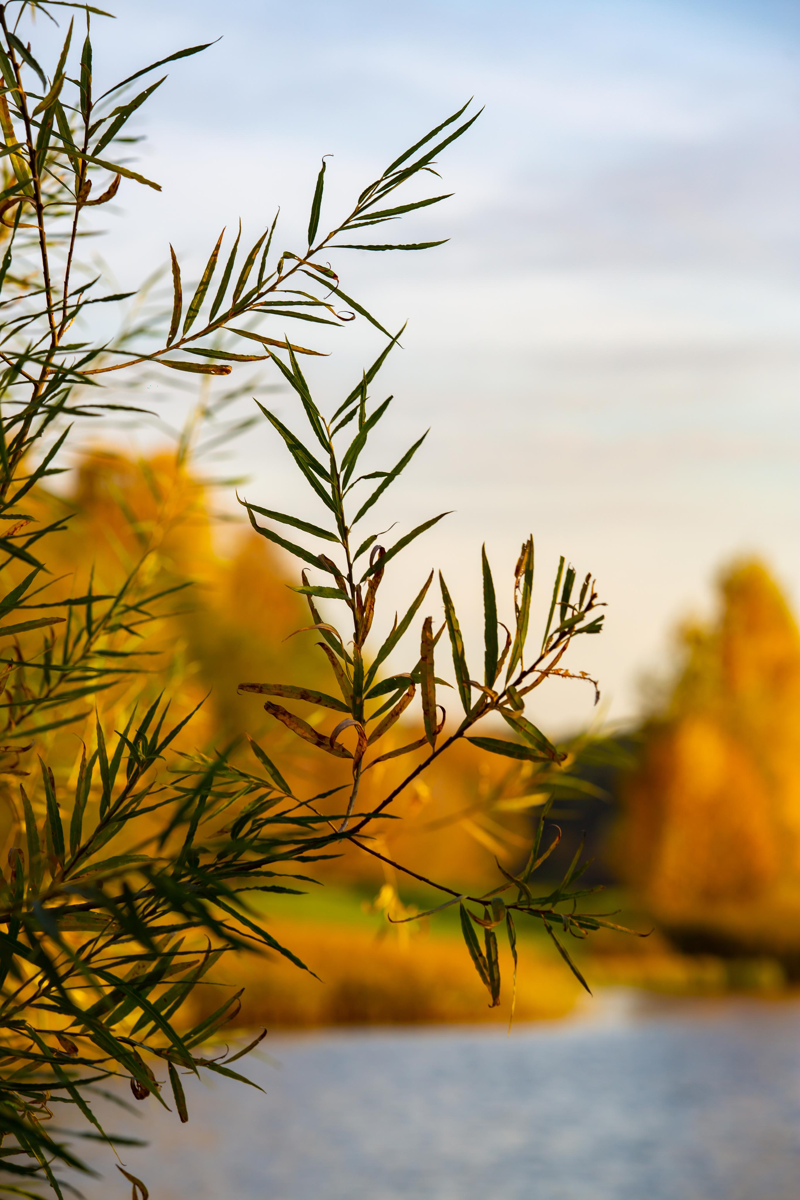 Лебедянский пруд в Измайловском лесопарке
