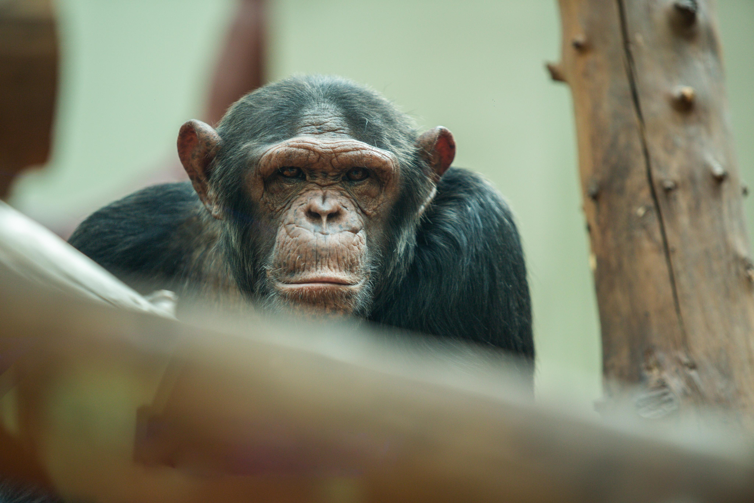 Izhevsk zoo. Photographer Sonkina Tatiana (Tanya Ash)