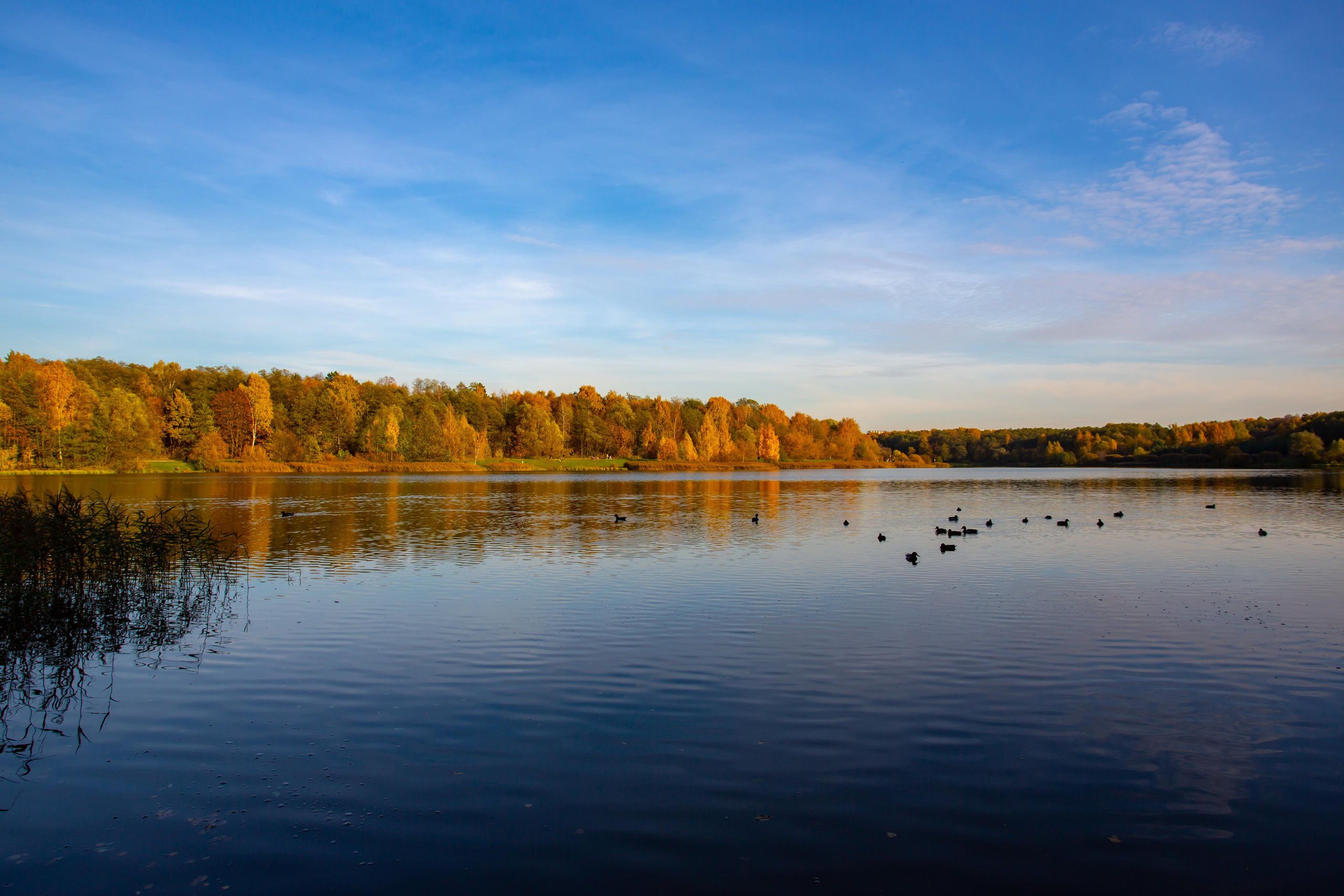 Лебедянский пруд в Измайловском лесопарке