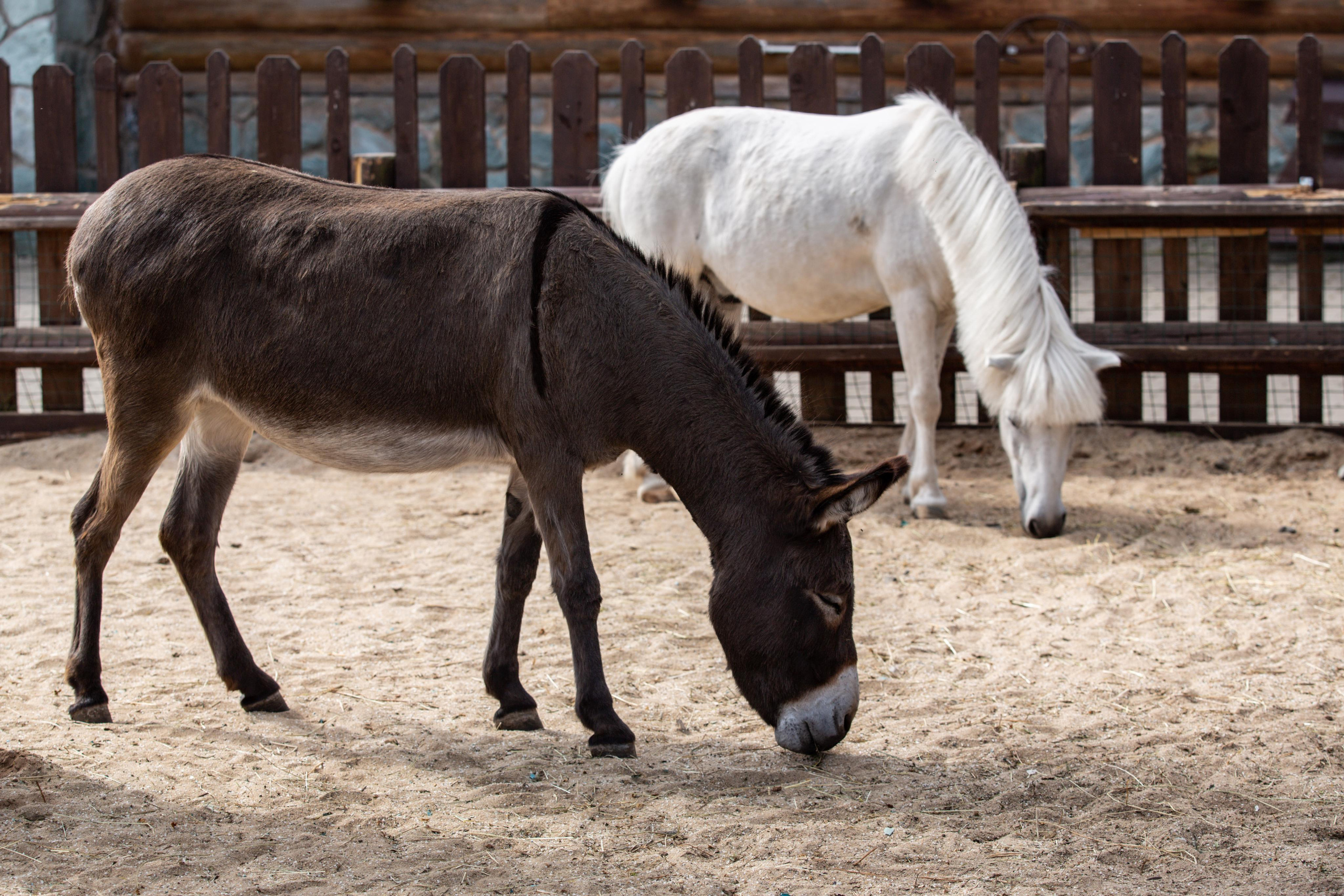Izhevsk zoo. Photographer Sonkina Tatiana (Tanya Ash)
