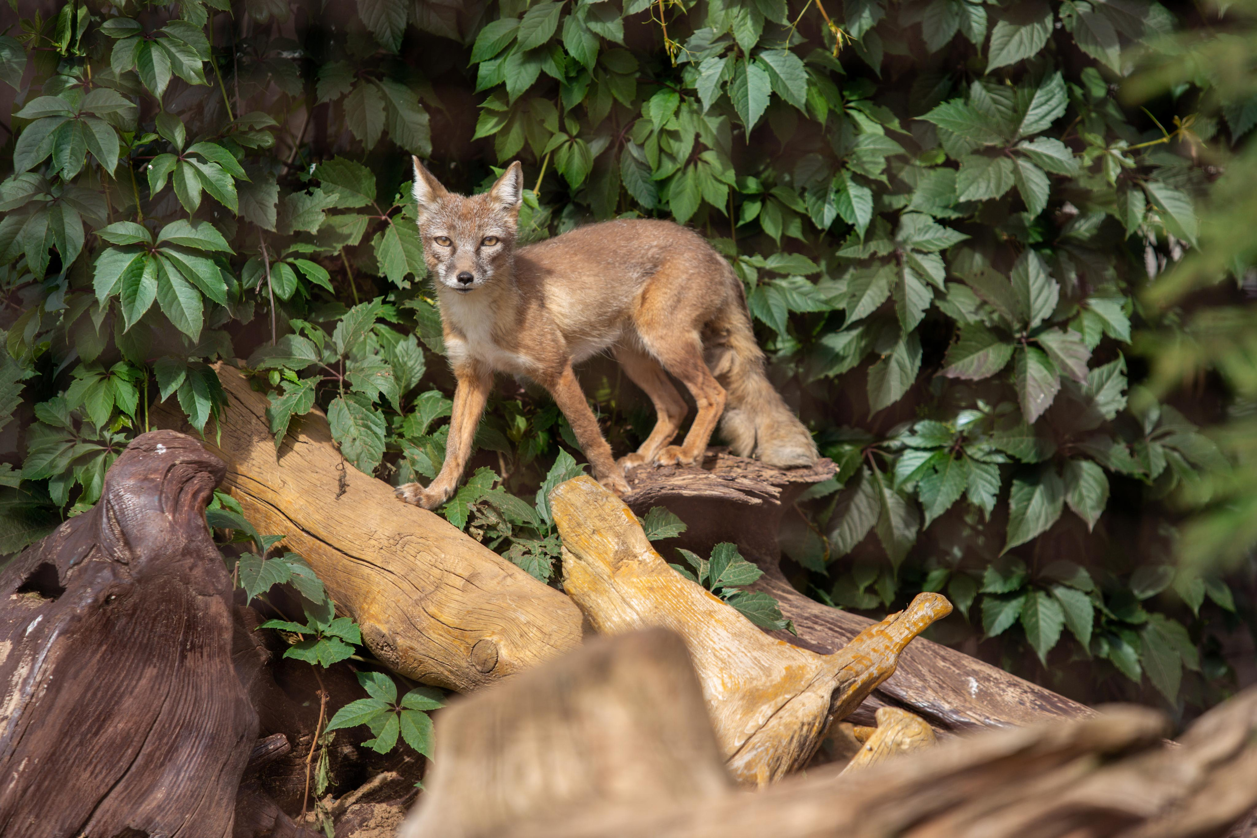 Izhevsk zoo. Photographer Sonkina Tatiana (Tanya Ash)