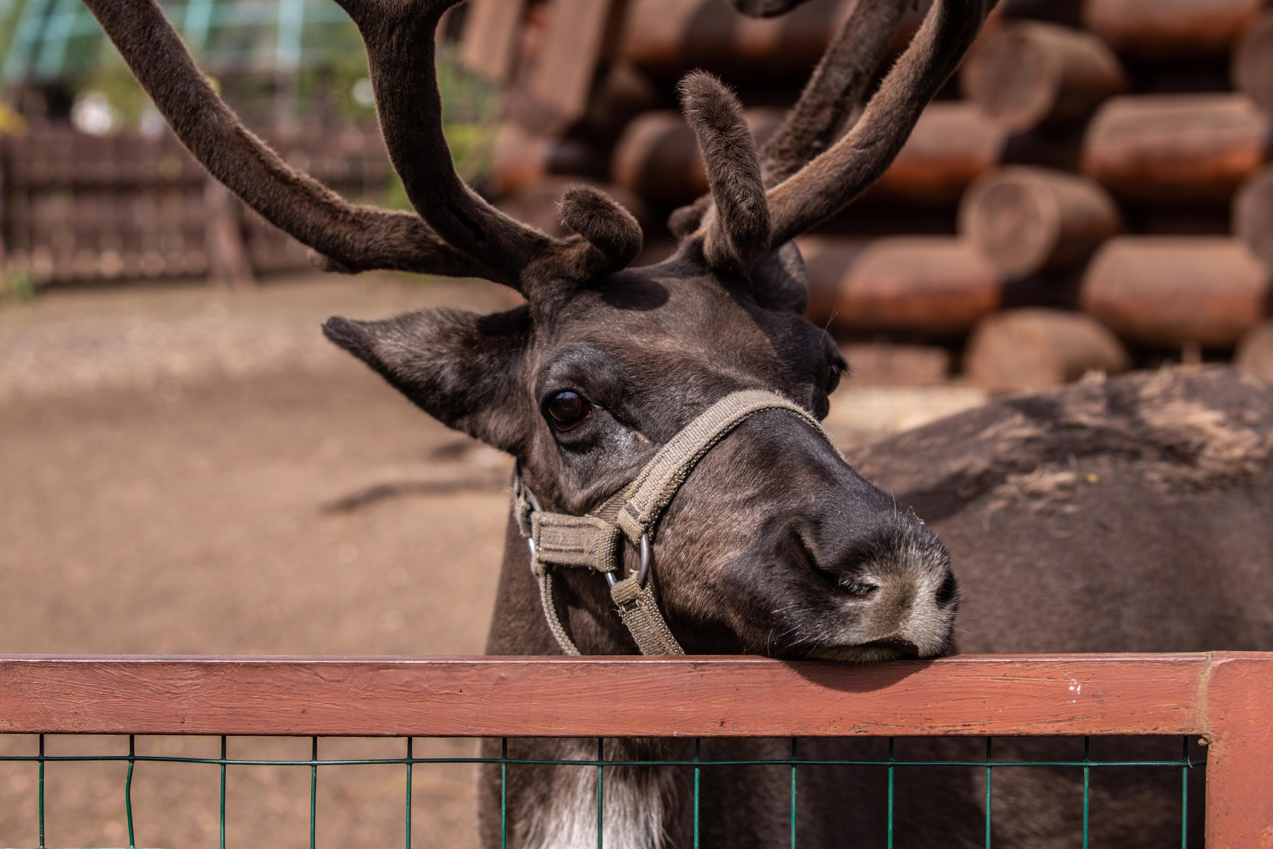 Izhevsk zoo. Photographer Sonkina Tatiana (Tanya Ash)