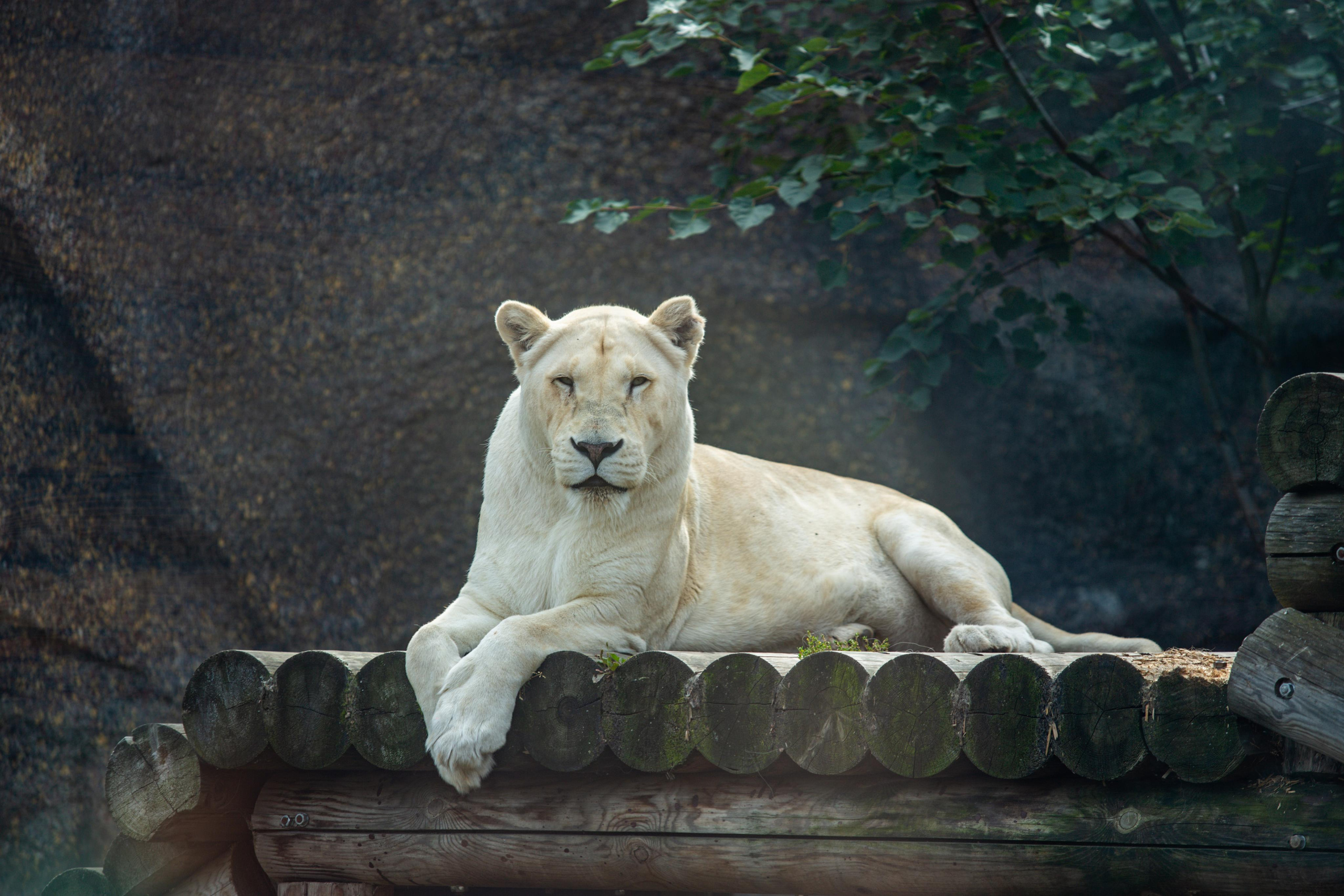 Izhevsk zoo. Photographer Sonkina Tatiana (Tanya Ash)