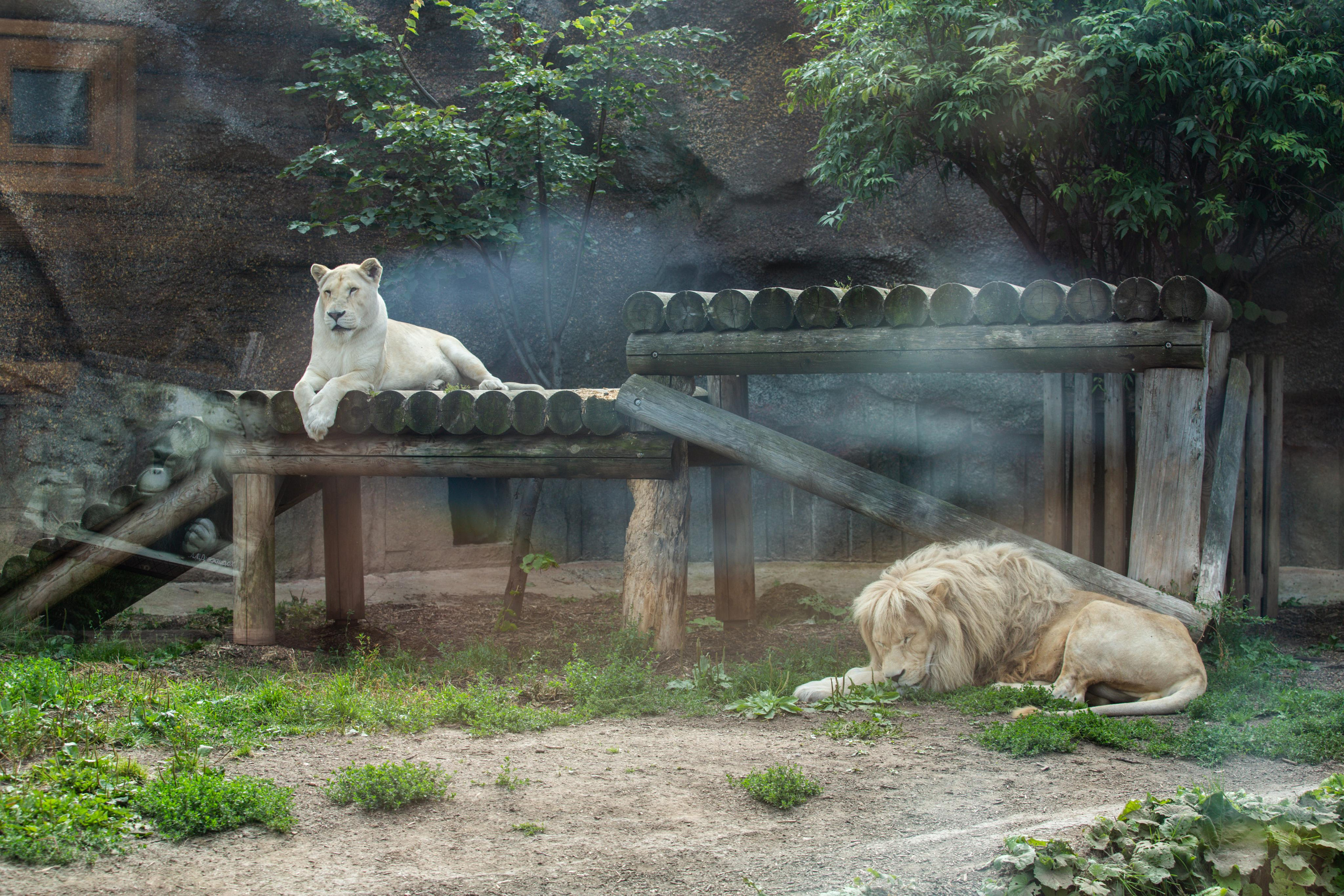 Izhevsk zoo. Photographer Sonkina Tatiana (Tanya Ash)