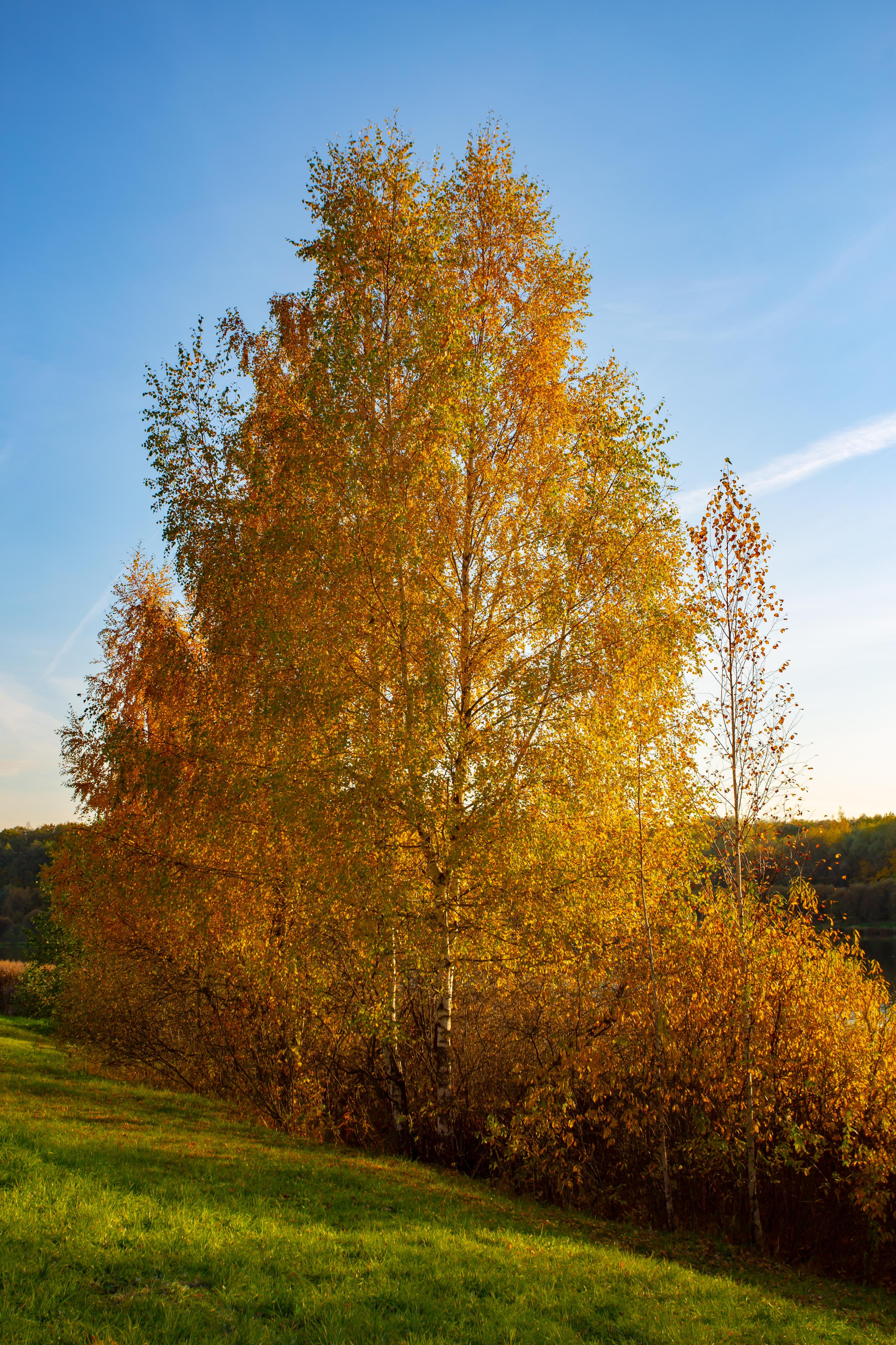 Октябрь в Измайловском лесопарке