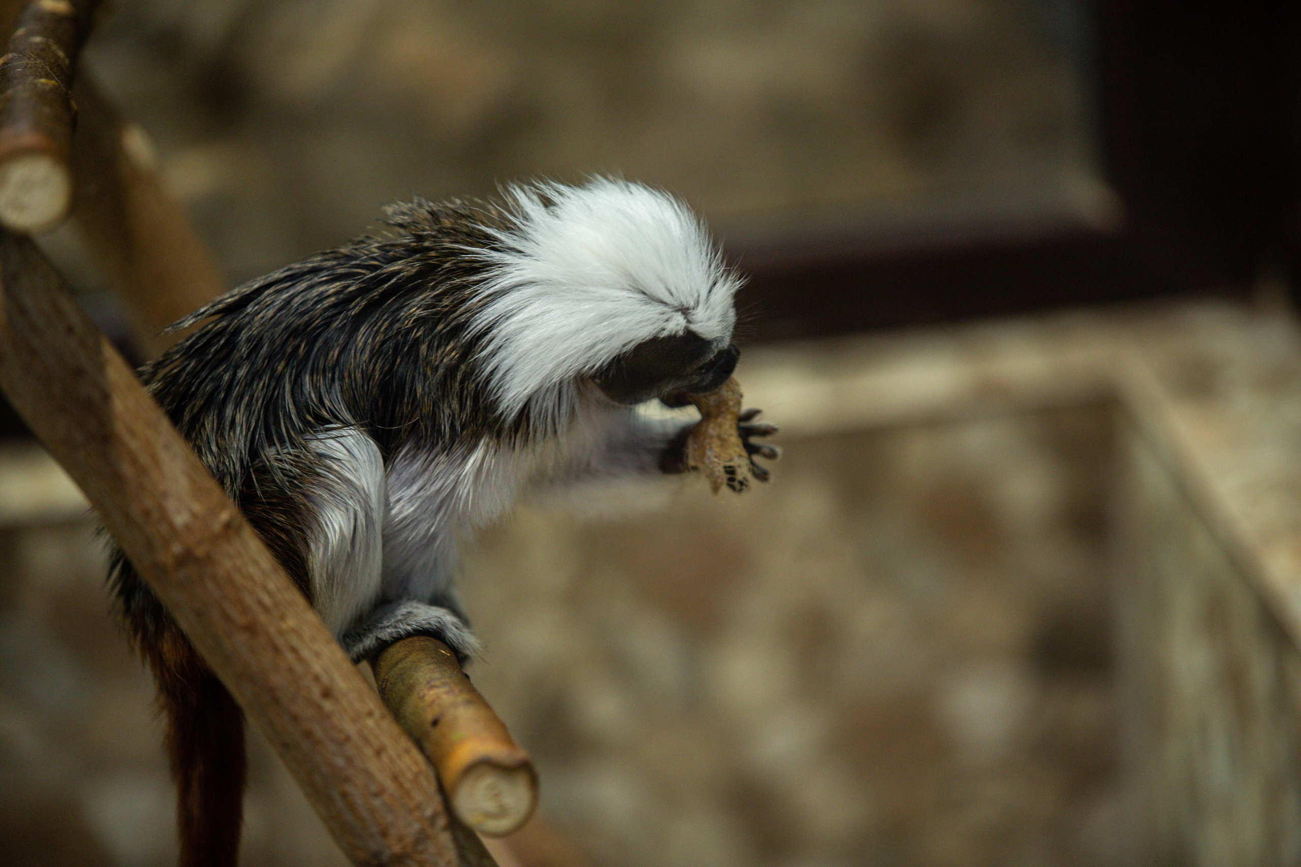 Izhevsk zoo. Photographer Sonkina Tatiana (Tanya Ash)
