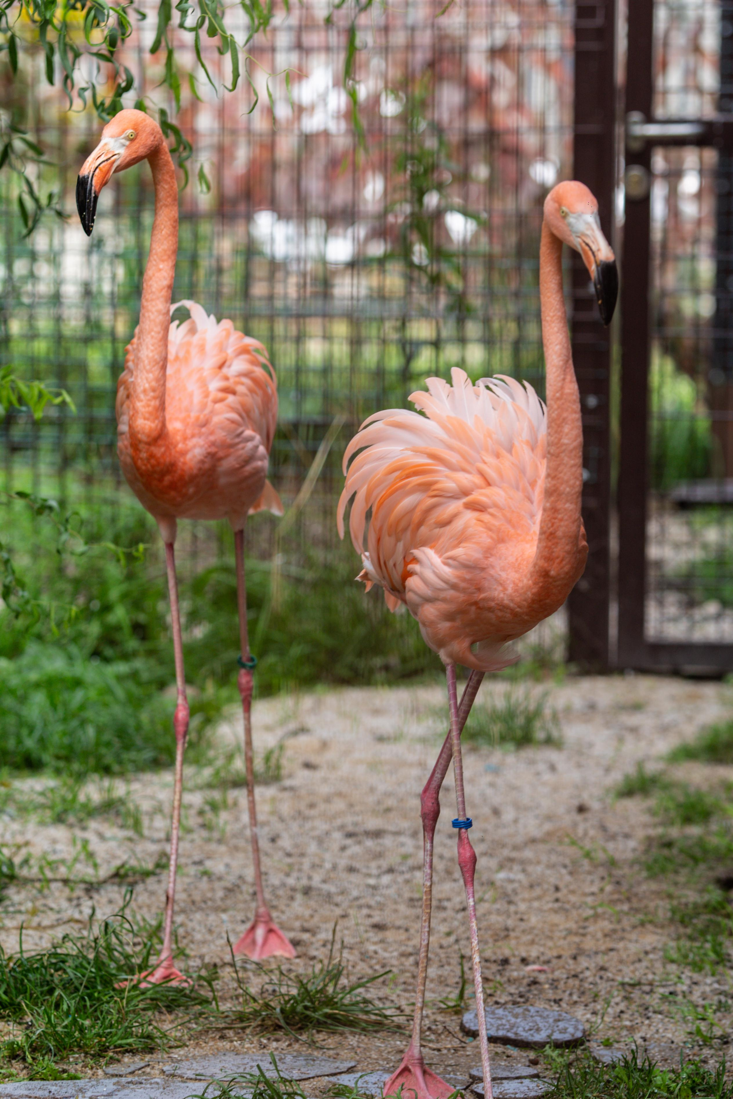 Izhevsk zoo. Photographer Sonkina Tatiana (Tanya Ash)