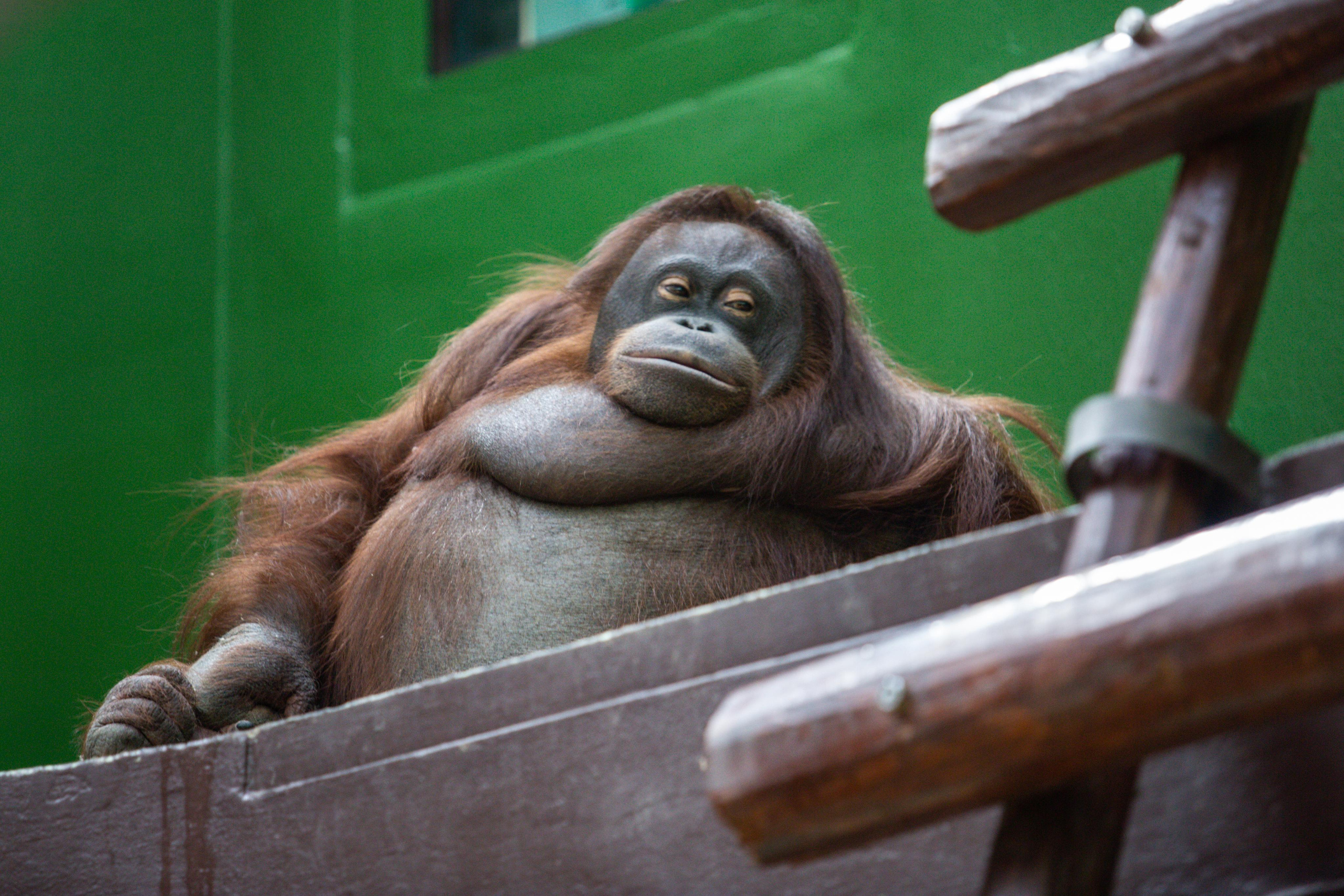 Izhevsk zoo. Photographer Sonkina Tatiana (Tanya Ash)