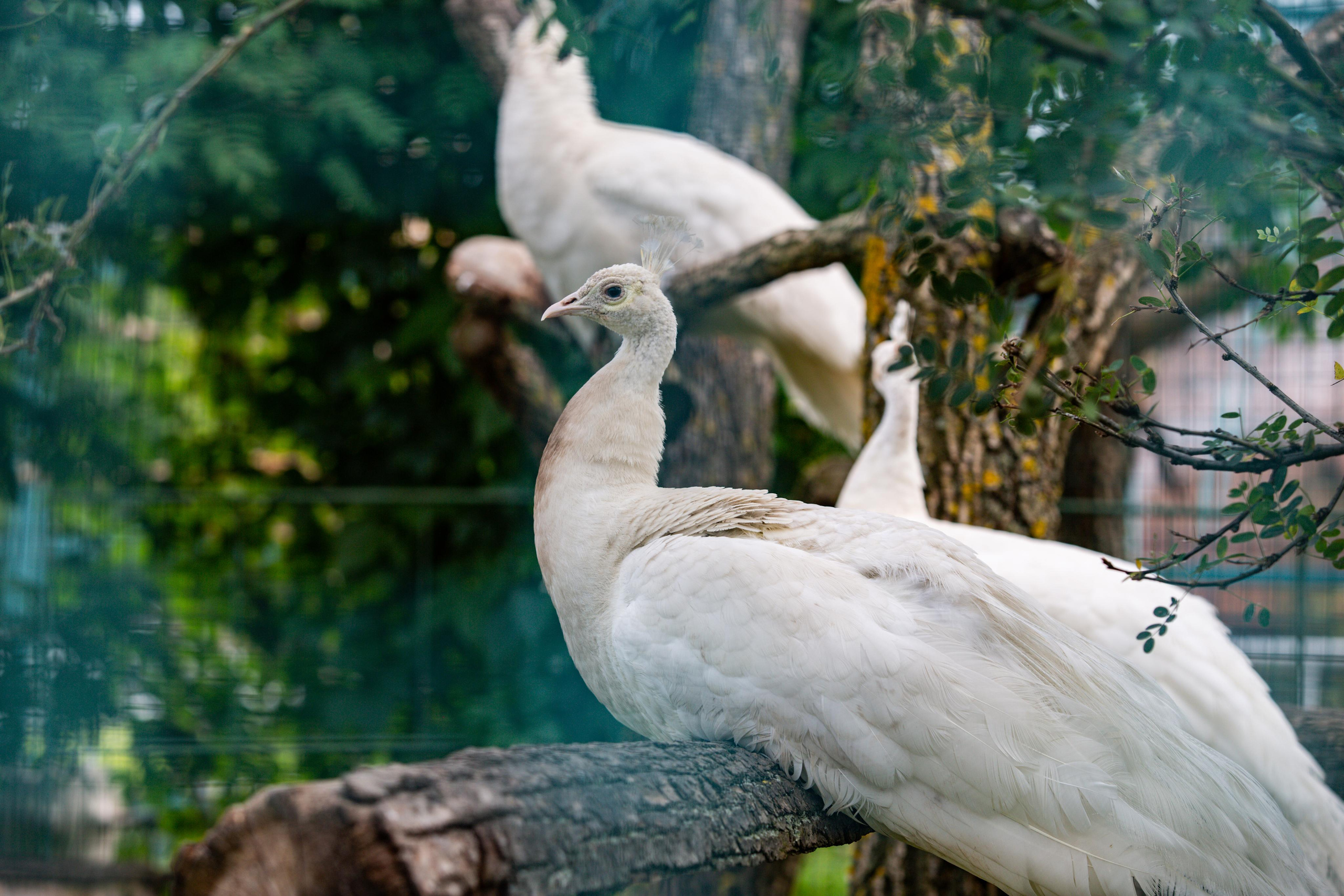 Izhevsk zoo. Photographer Sonkina Tatiana (Tanya Ash)