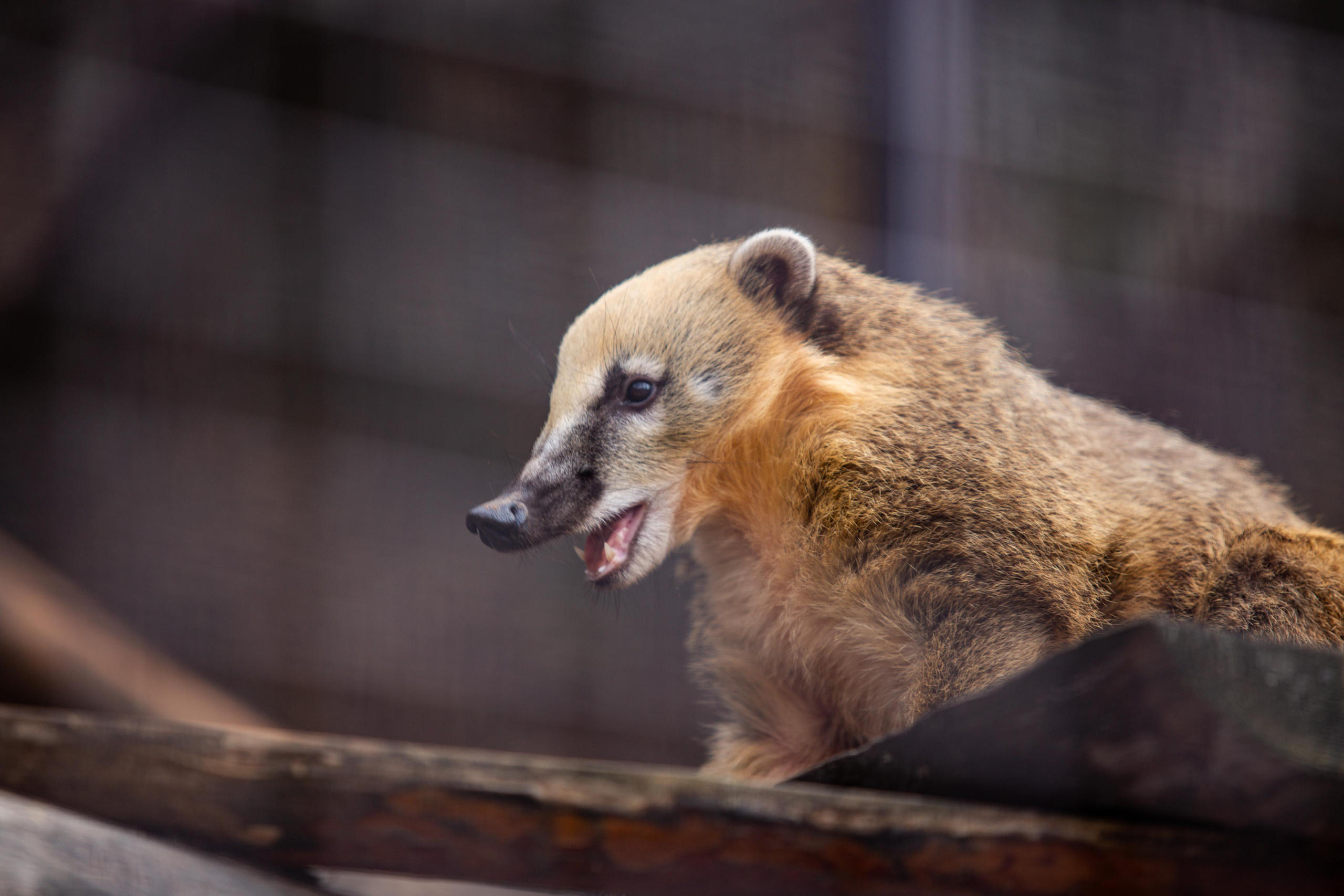 Izhevsk zoo. Photographer Sonkina Tatiana (Tanya Ash)