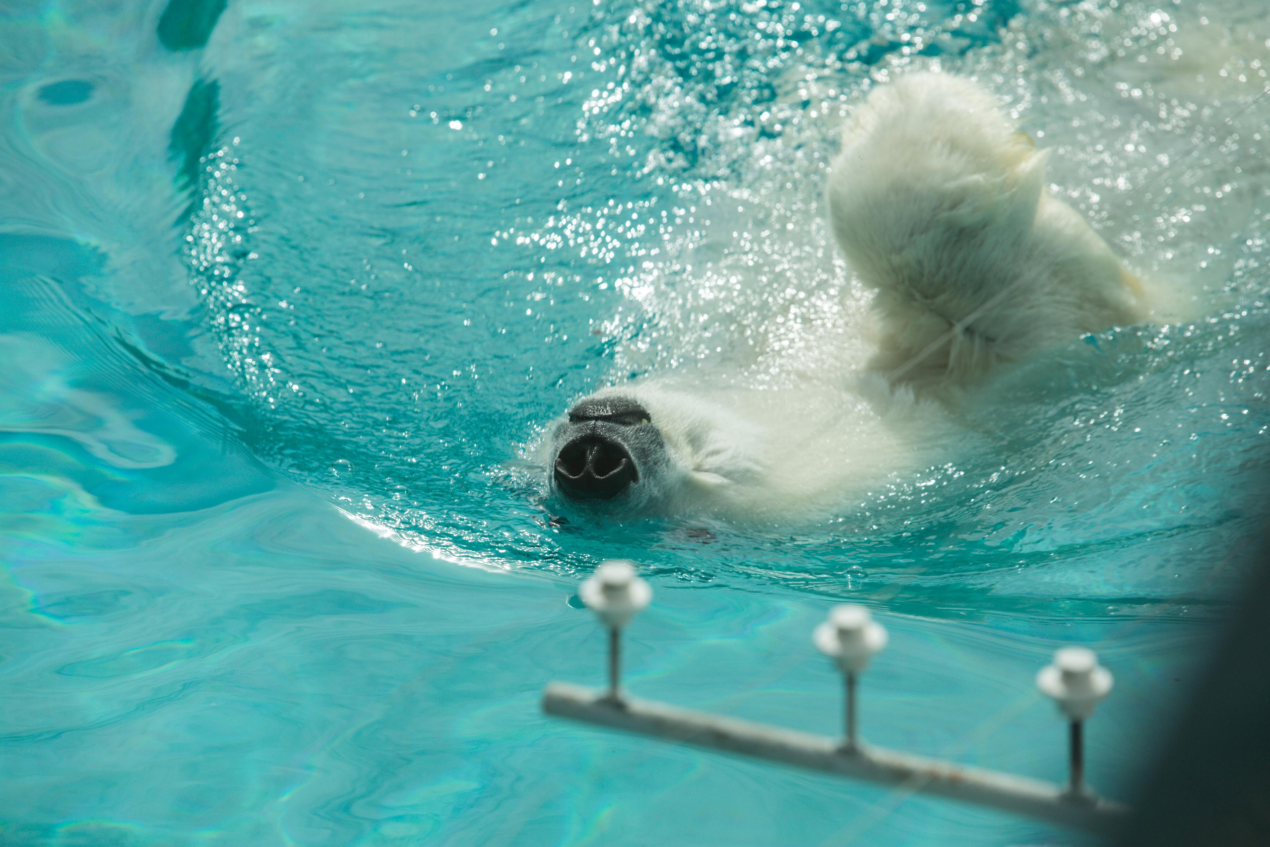 Izhevsk zoo. Photographer Sonkina Tatiana (Tanya Ash)