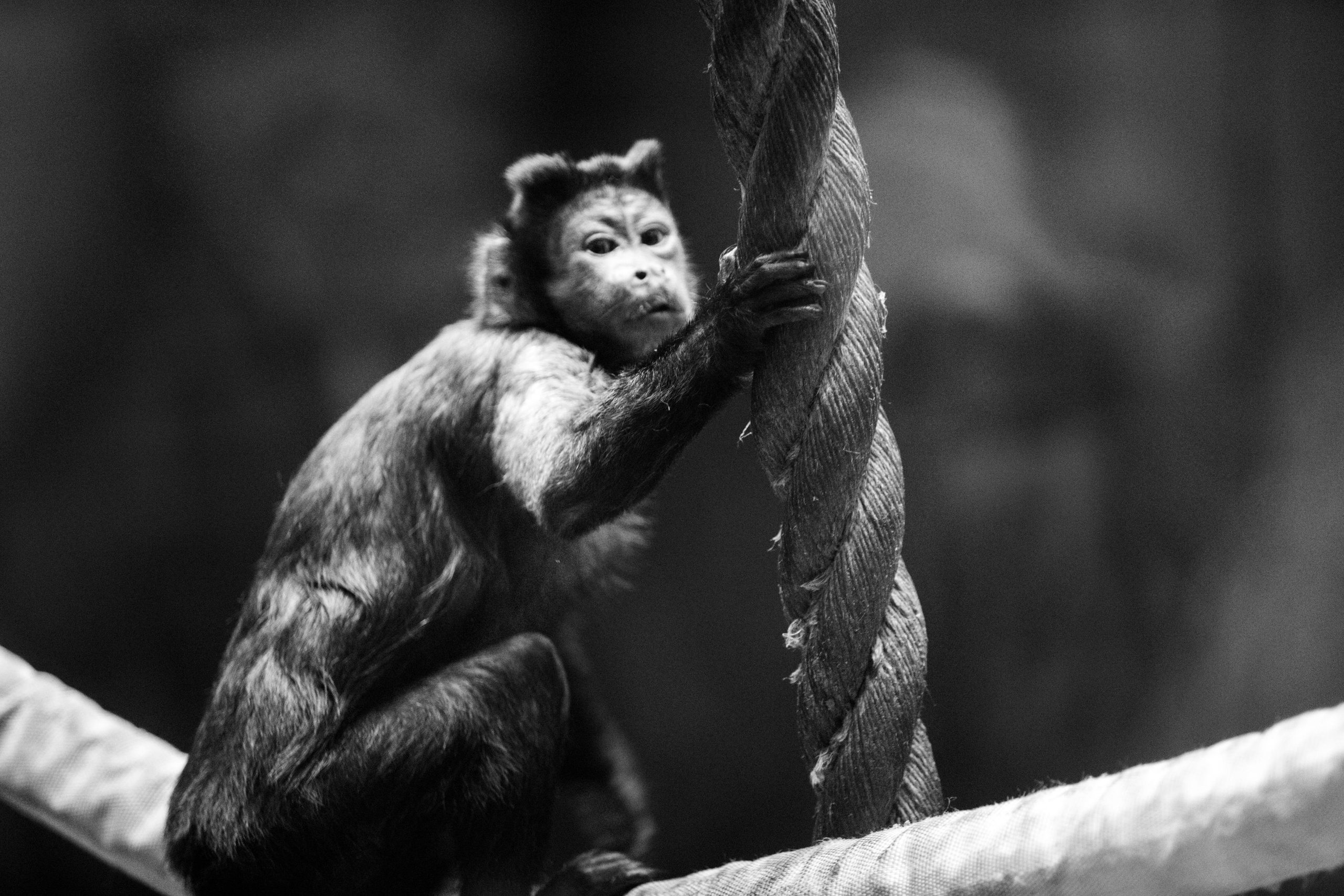 Izhevsk zoo. Photographer Sonkina Tatiana (Tanya Ash)