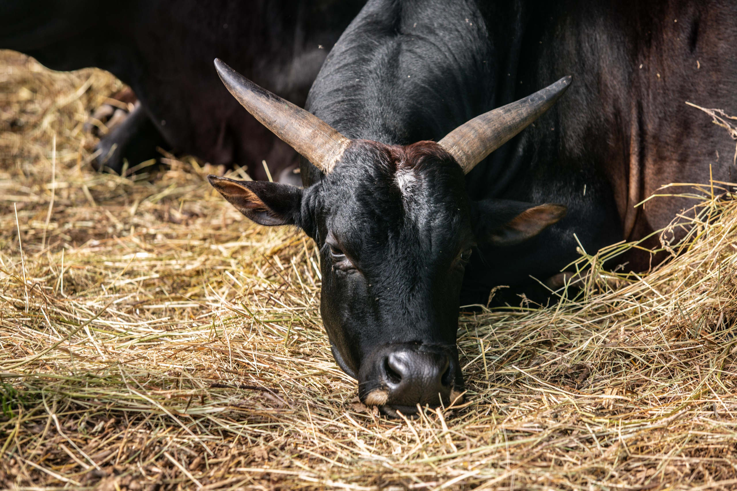 Izhevsk zoo. Photographer Sonkina Tatiana (Tanya Ash)