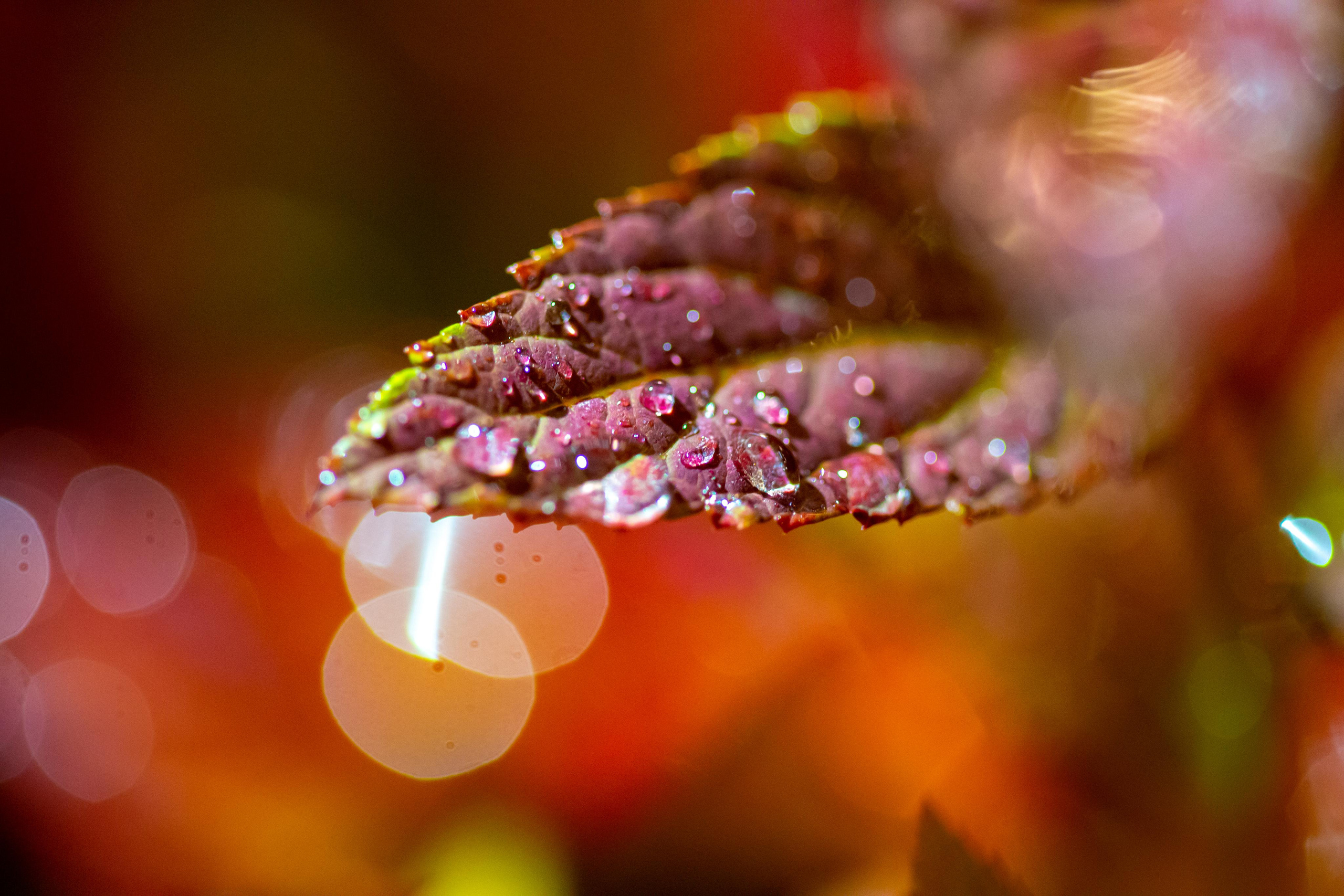 Macro. Photographer Sonkina Tatiana (Tanya Ash)