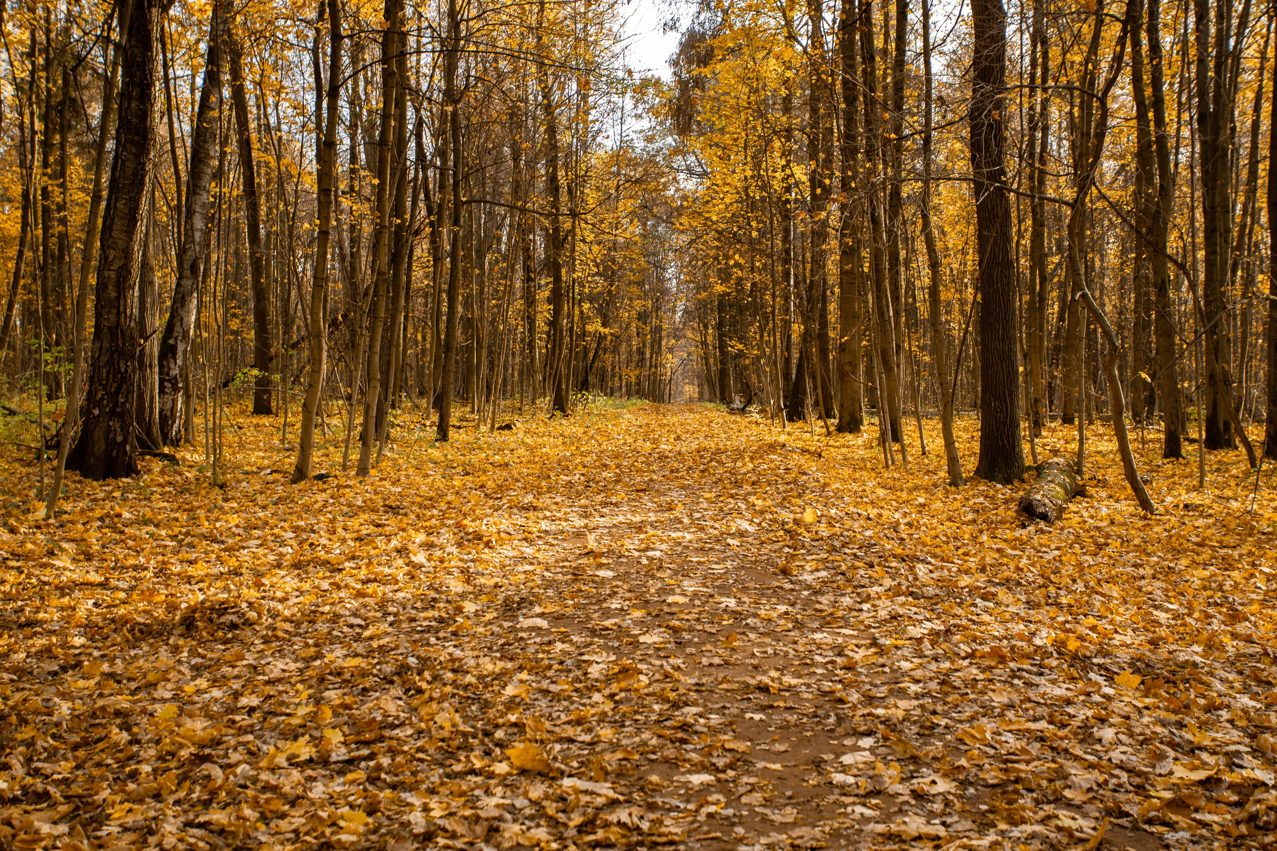 Октябрь в Измайловском лесопарке