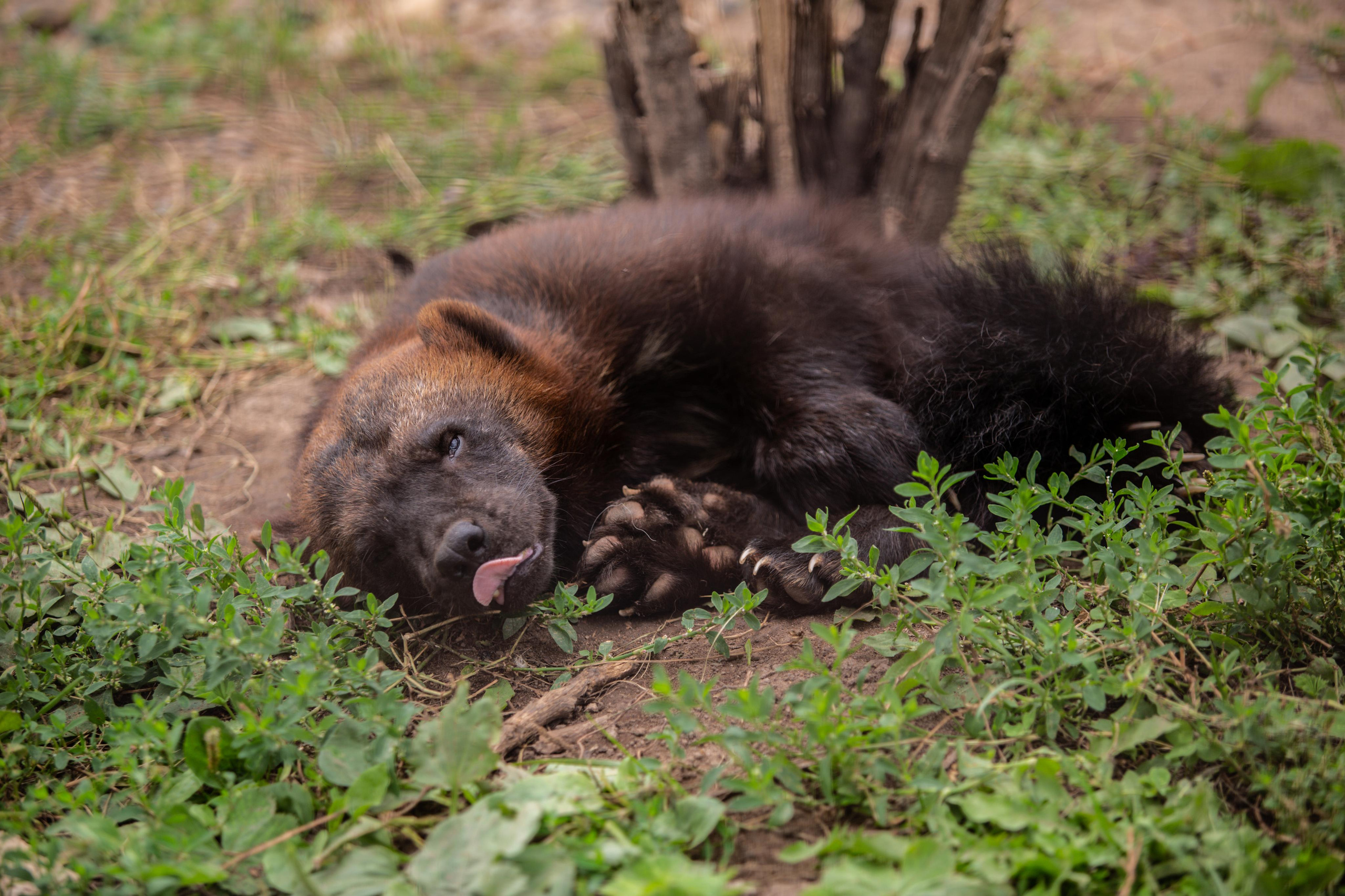 Izhevsk zoo. Photographer Sonkina Tatiana (Tanya Ash)