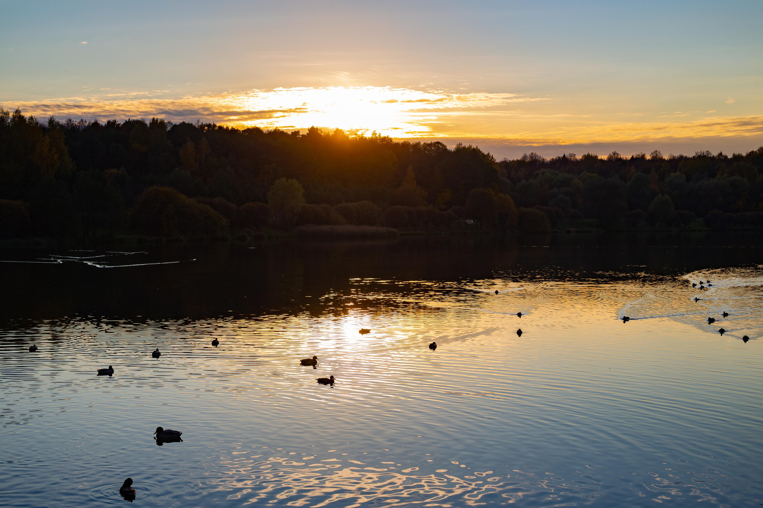 Лебедянский пруд в Измайловском лесопарке