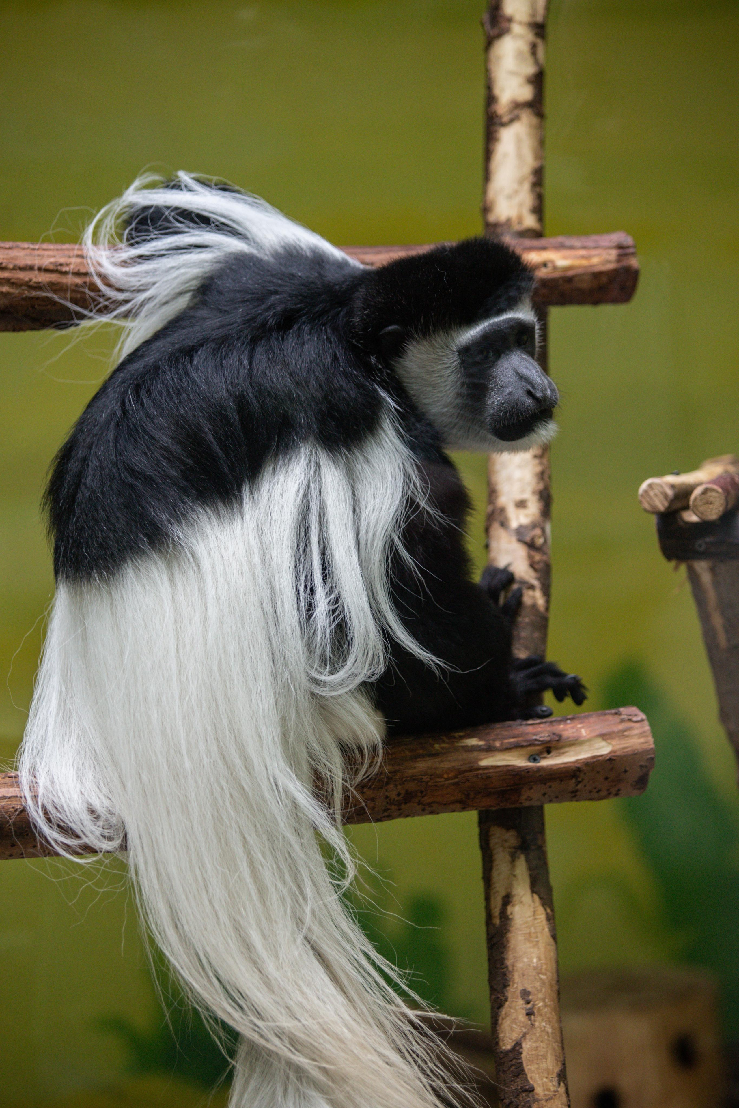 Izhevsk zoo. Photographer Sonkina Tatiana (Tanya Ash)