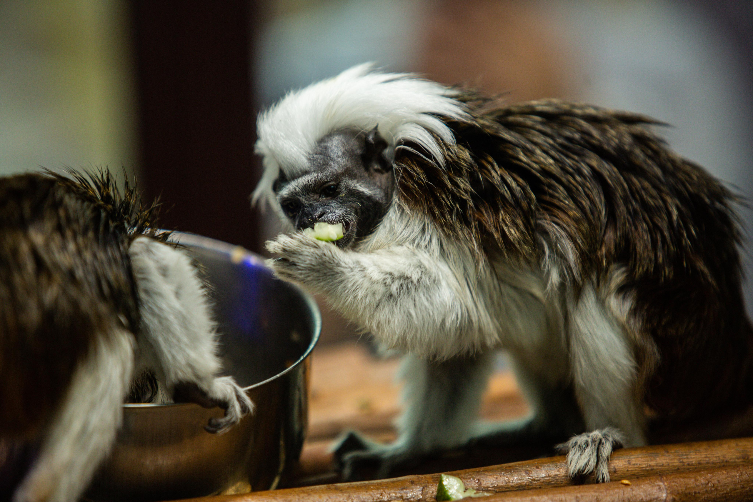 Izhevsk zoo. Photographer Sonkina Tatiana (Tanya Ash)