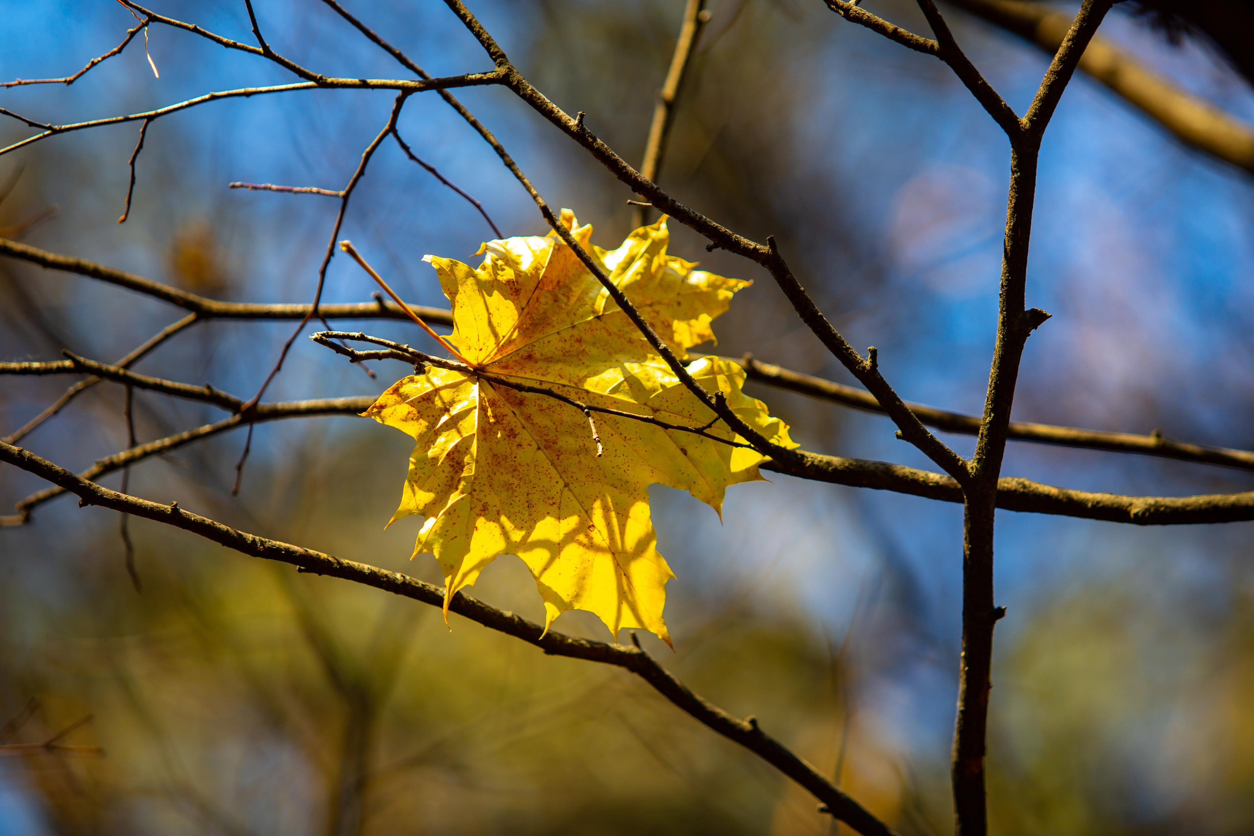 Желтый кленовый лист