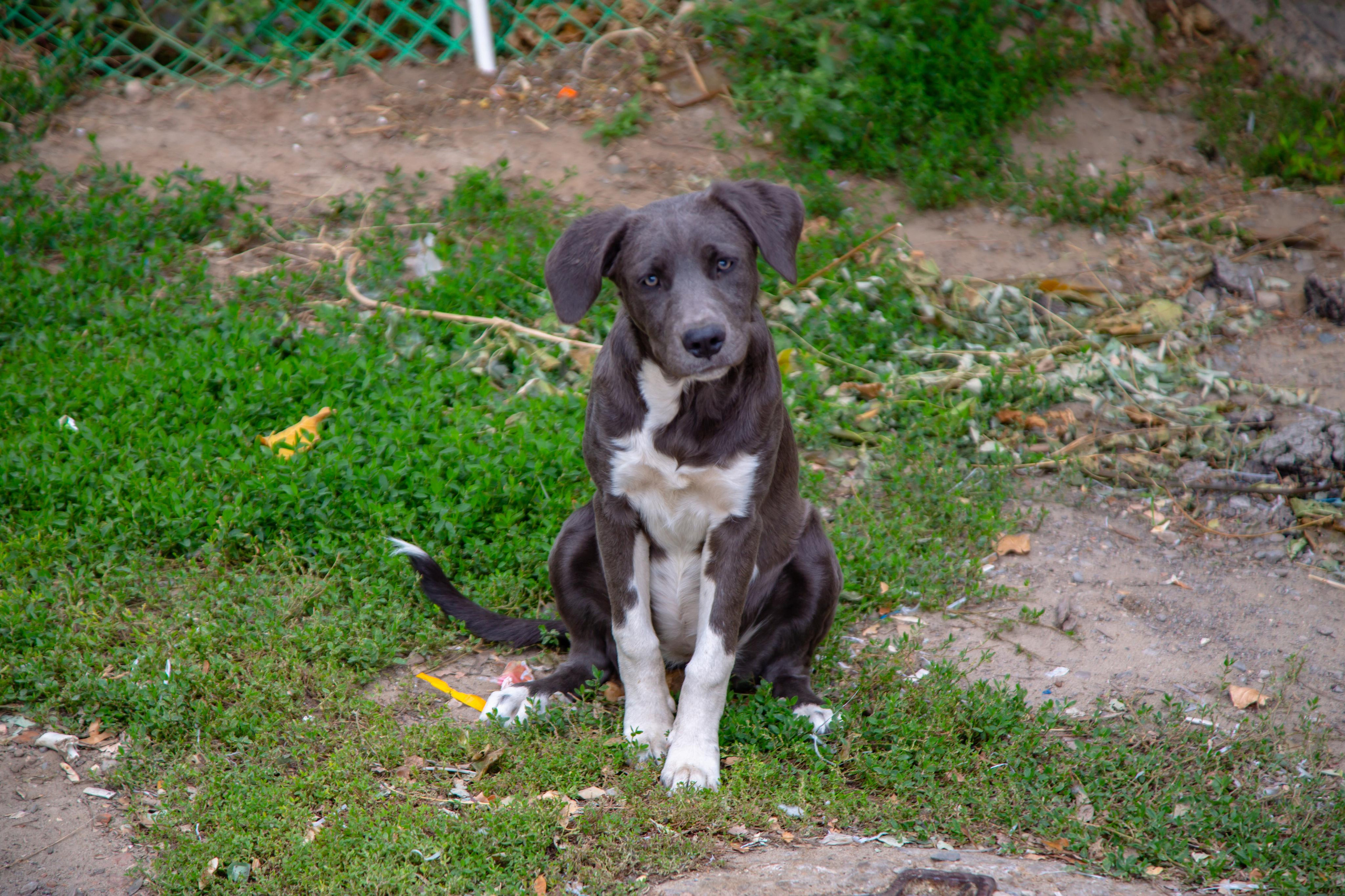 Dogs. Photographer Sonkina Tatiana (Tanya Ash)