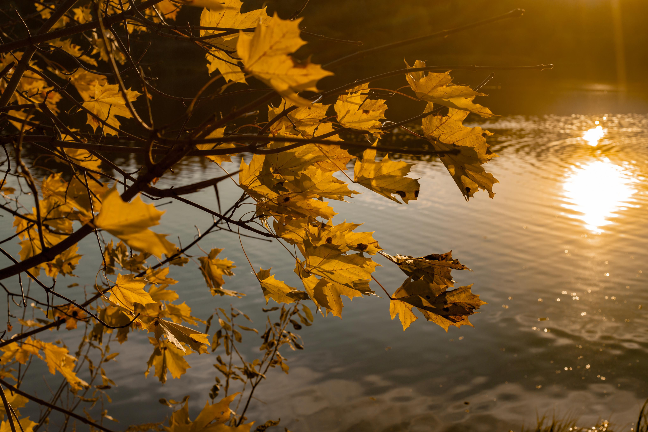 Лебедянский пруд в Измайловском лесопарке