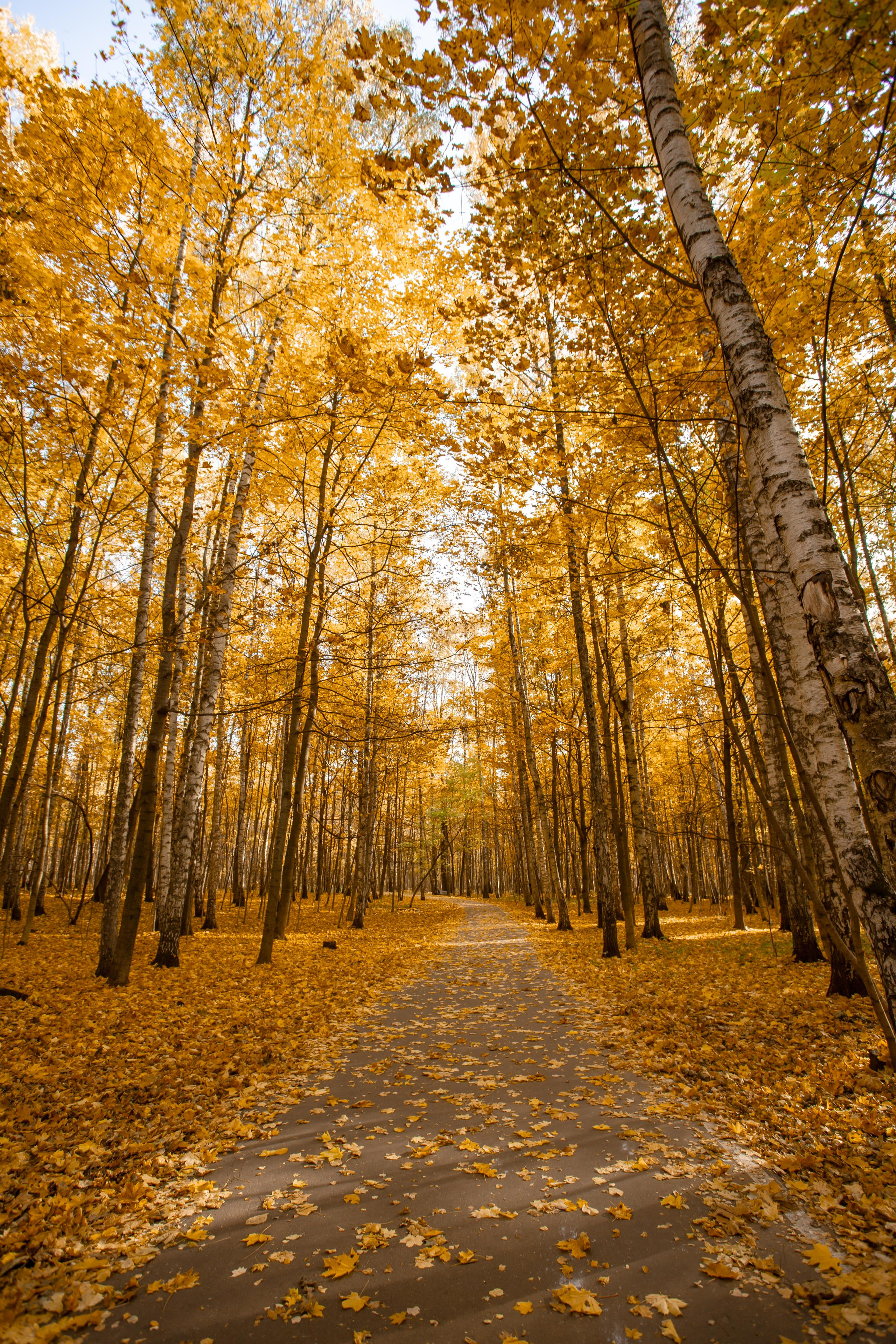 Октябрь в Измайловском лесопарке