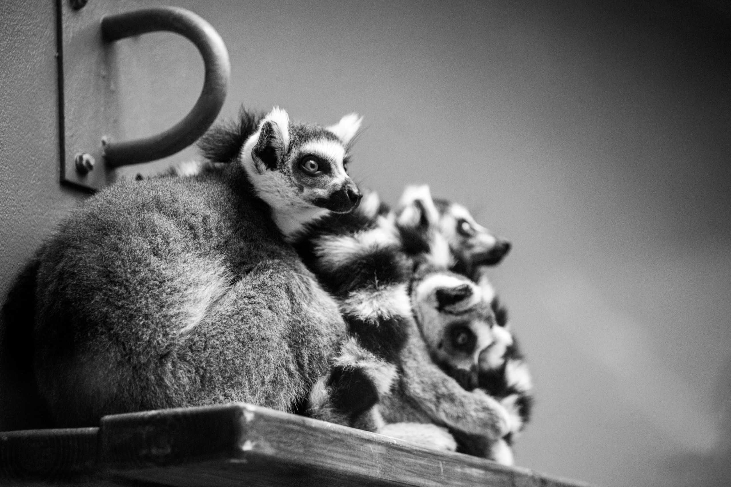 Izhevsk zoo. Photographer Sonkina Tatiana (Tanya Ash)