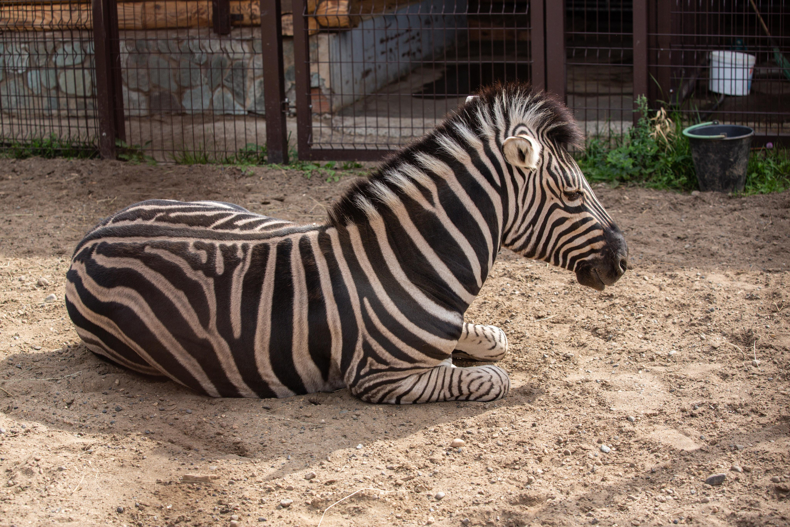 Izhevsk zoo. Photographer Sonkina Tatiana (Tanya Ash)