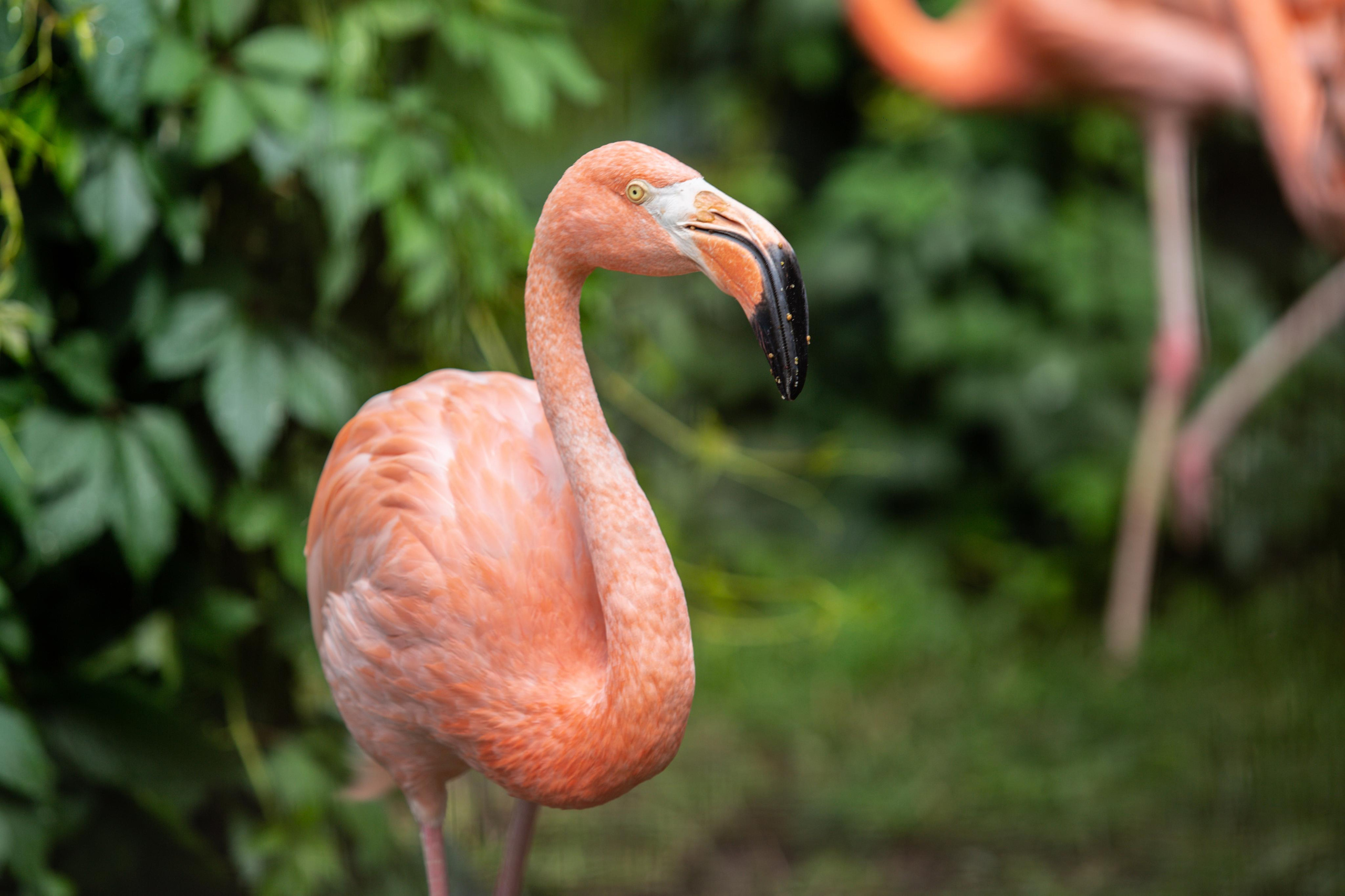 Izhevsk zoo. Photographer Sonkina Tatiana (Tanya Ash)