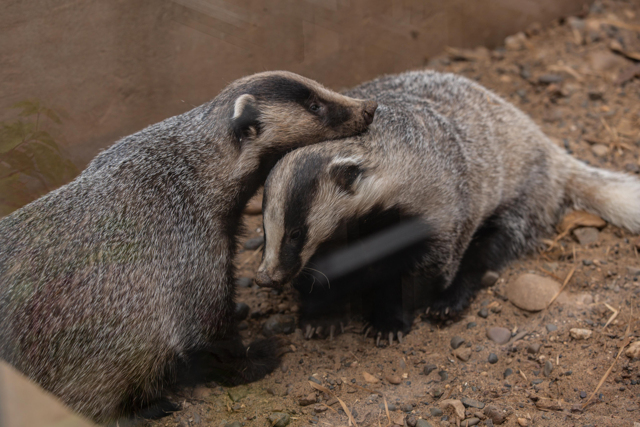 Izhevsk zoo. Photographer Sonkina Tatiana (Tanya Ash)