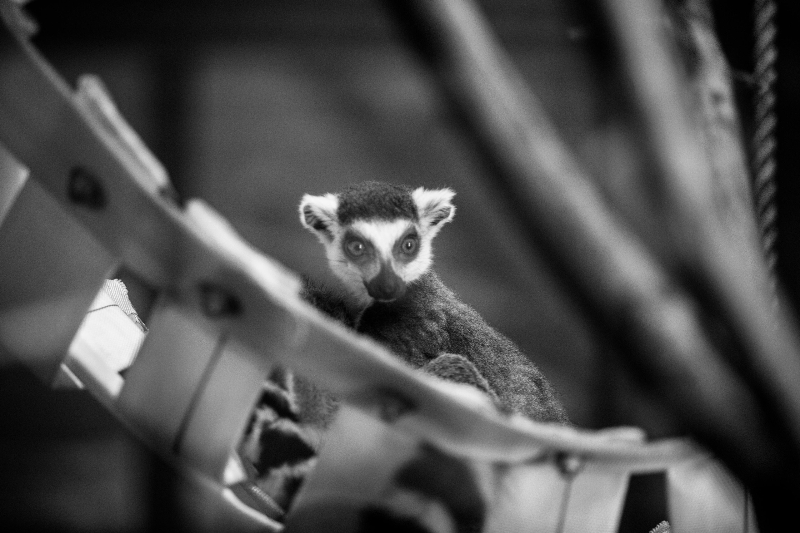 Izhevsk zoo. Photographer Sonkina Tatiana (Tanya Ash)