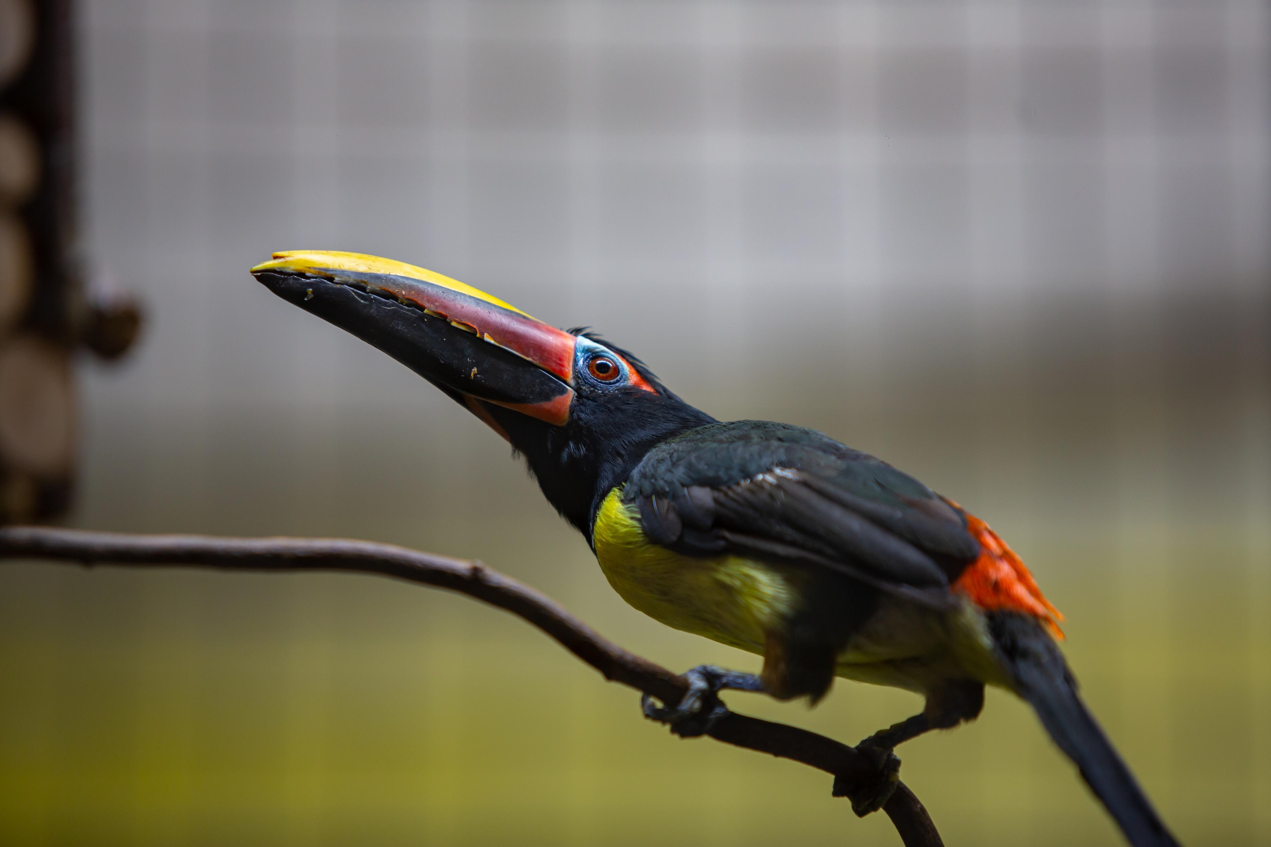 Izhevsk zoo. Photographer Sonkina Tatiana (Tanya Ash)