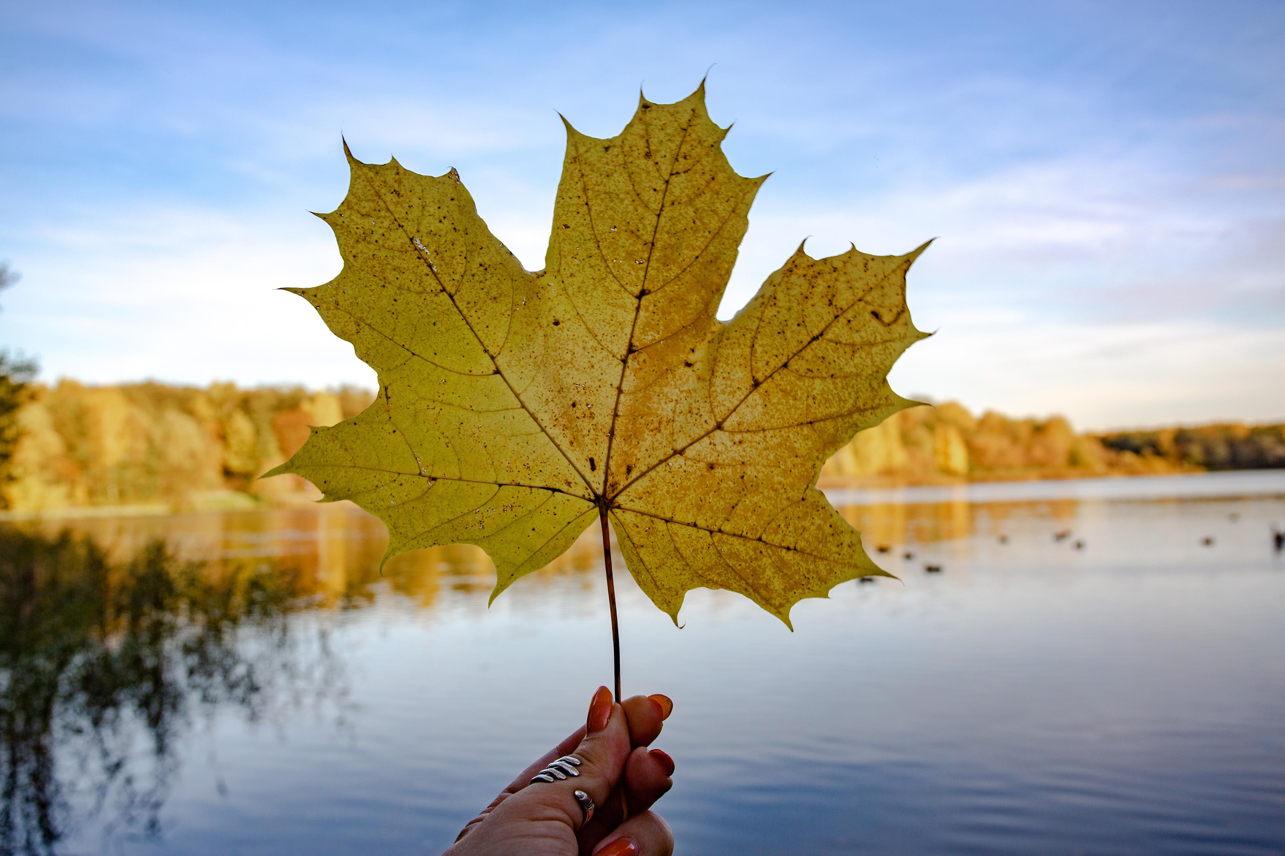 Октябрь в Измайловском лесопарке