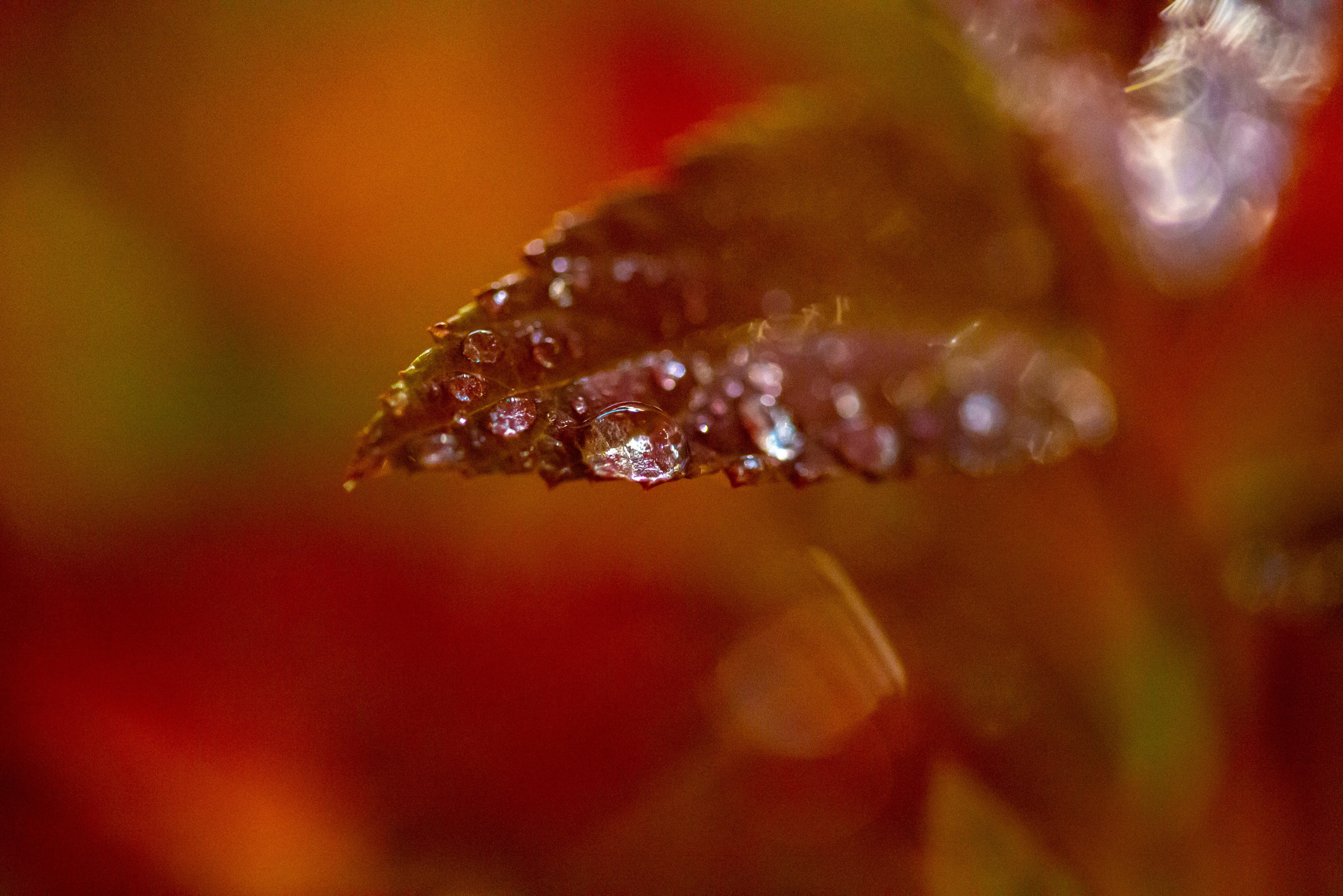 Macro. Photographer Sonkina Tatiana (Tanya Ash)