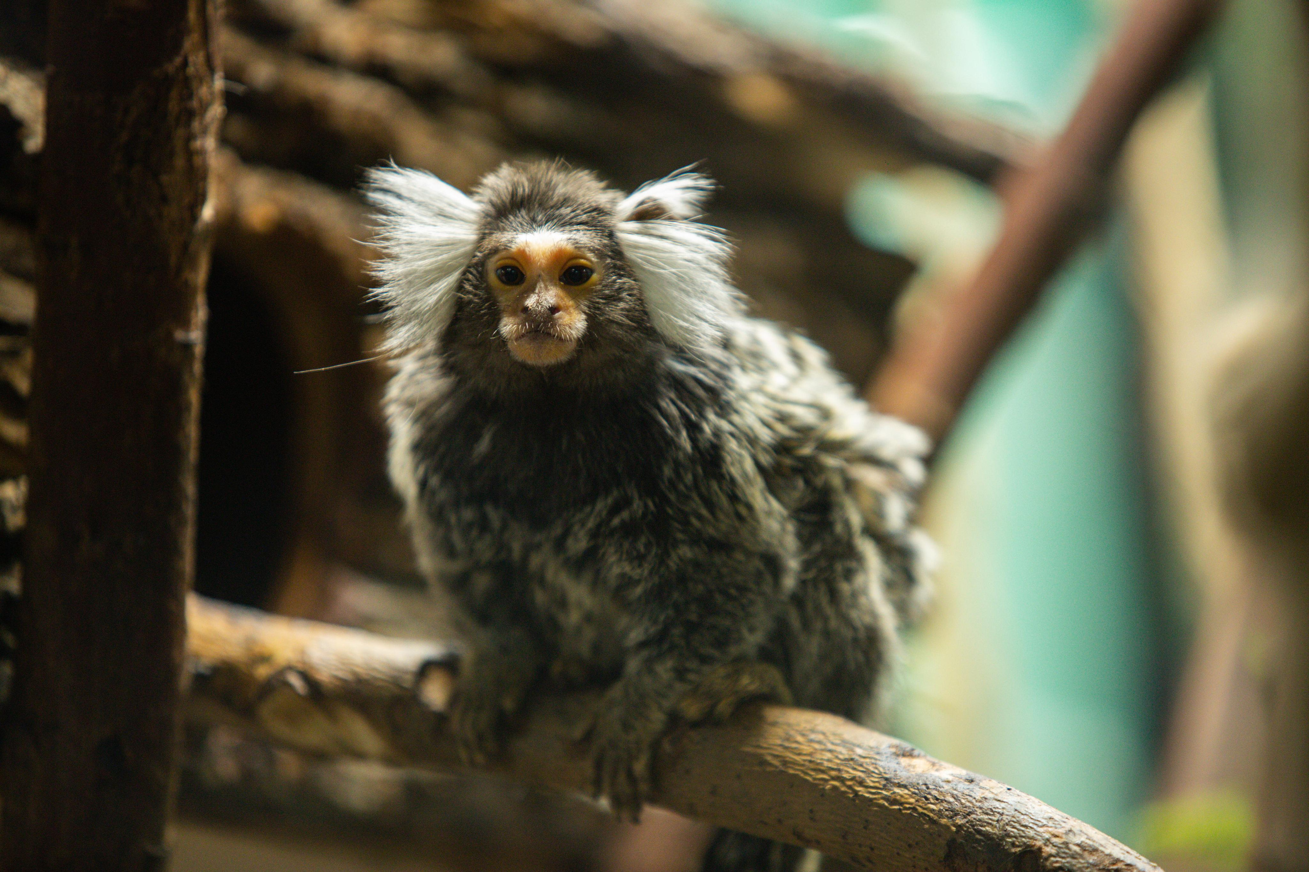 Izhevsk zoo. Photographer Sonkina Tatiana (Tanya Ash)