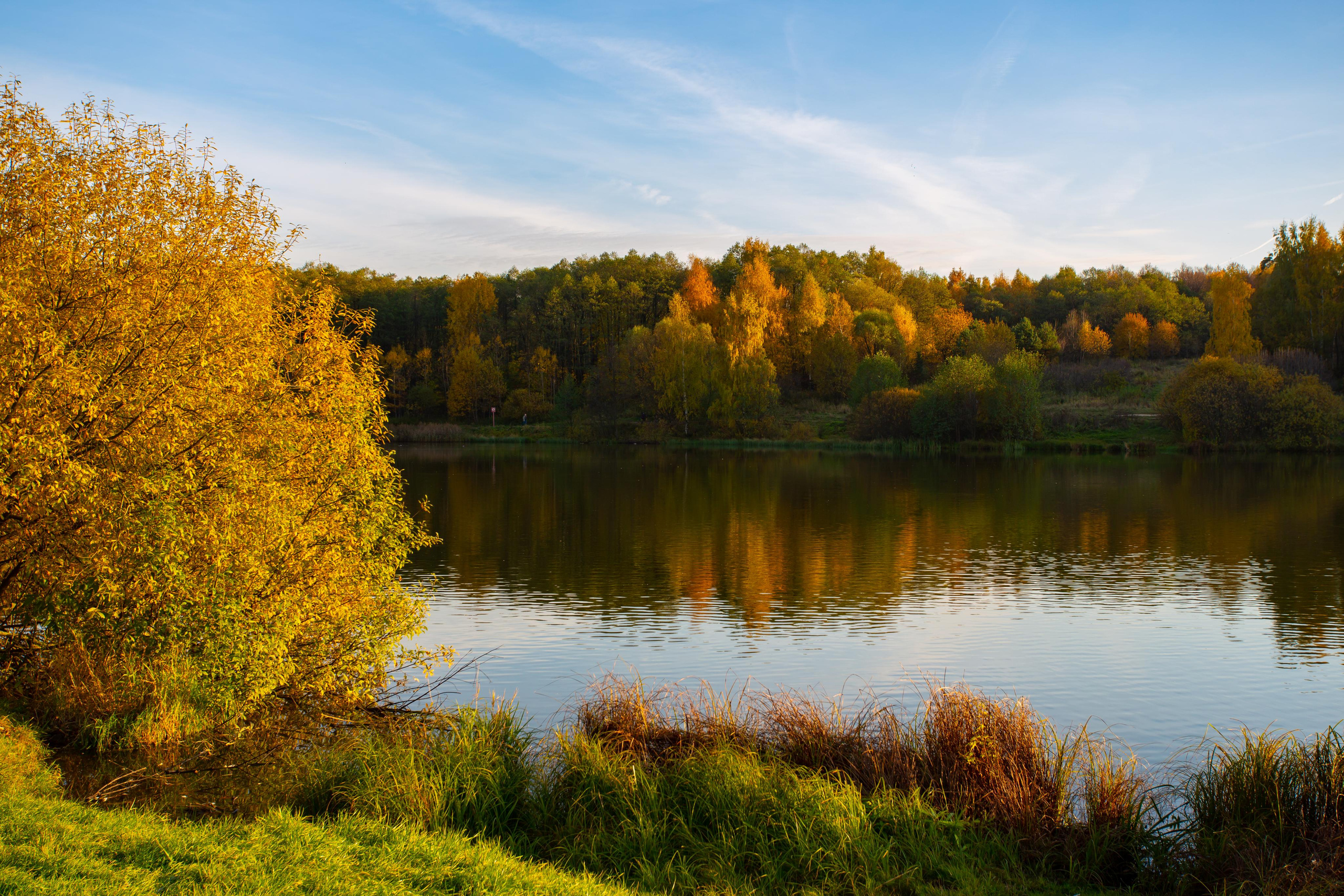 Лебедянский пруд в Измайловском лесопарке