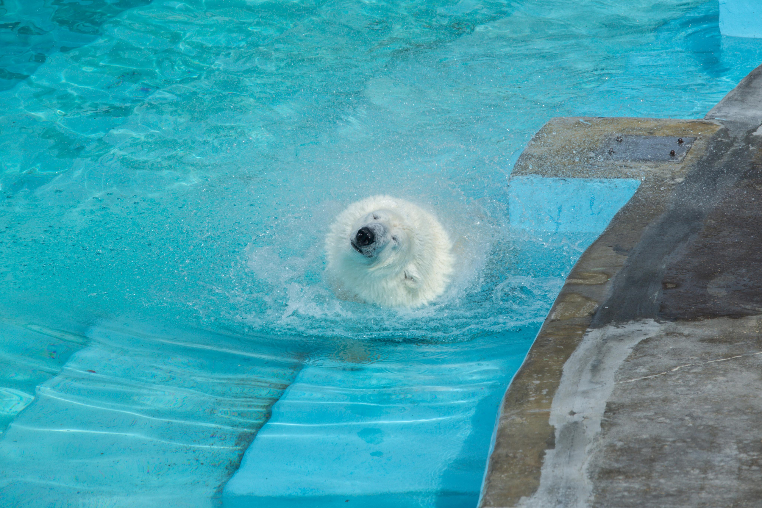 Izhevsk zoo. Photographer Sonkina Tatiana (Tanya Ash)